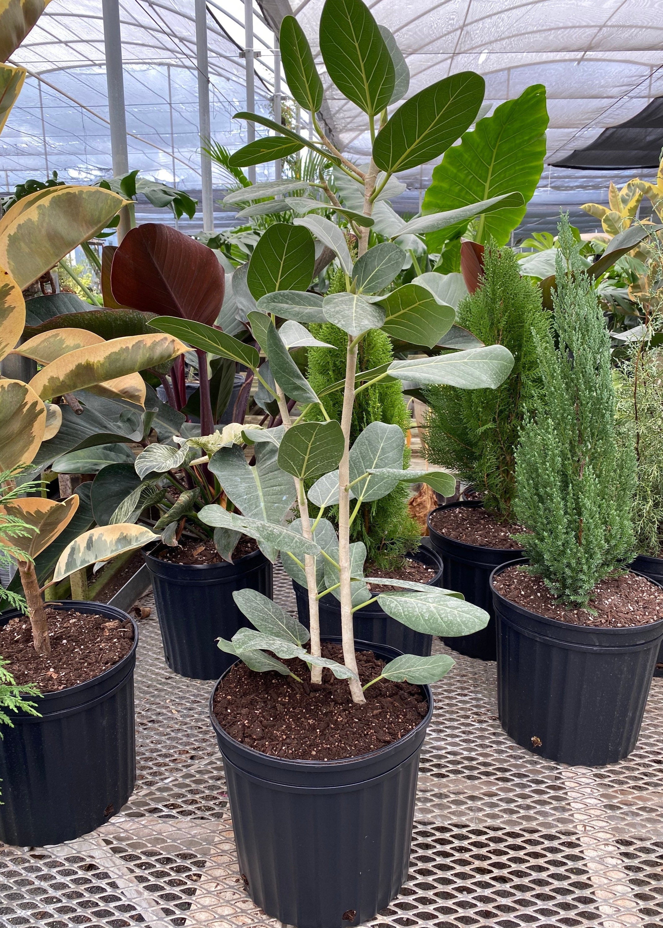outside view of Banyan Tree, Ficus Benghalensisis in a pot