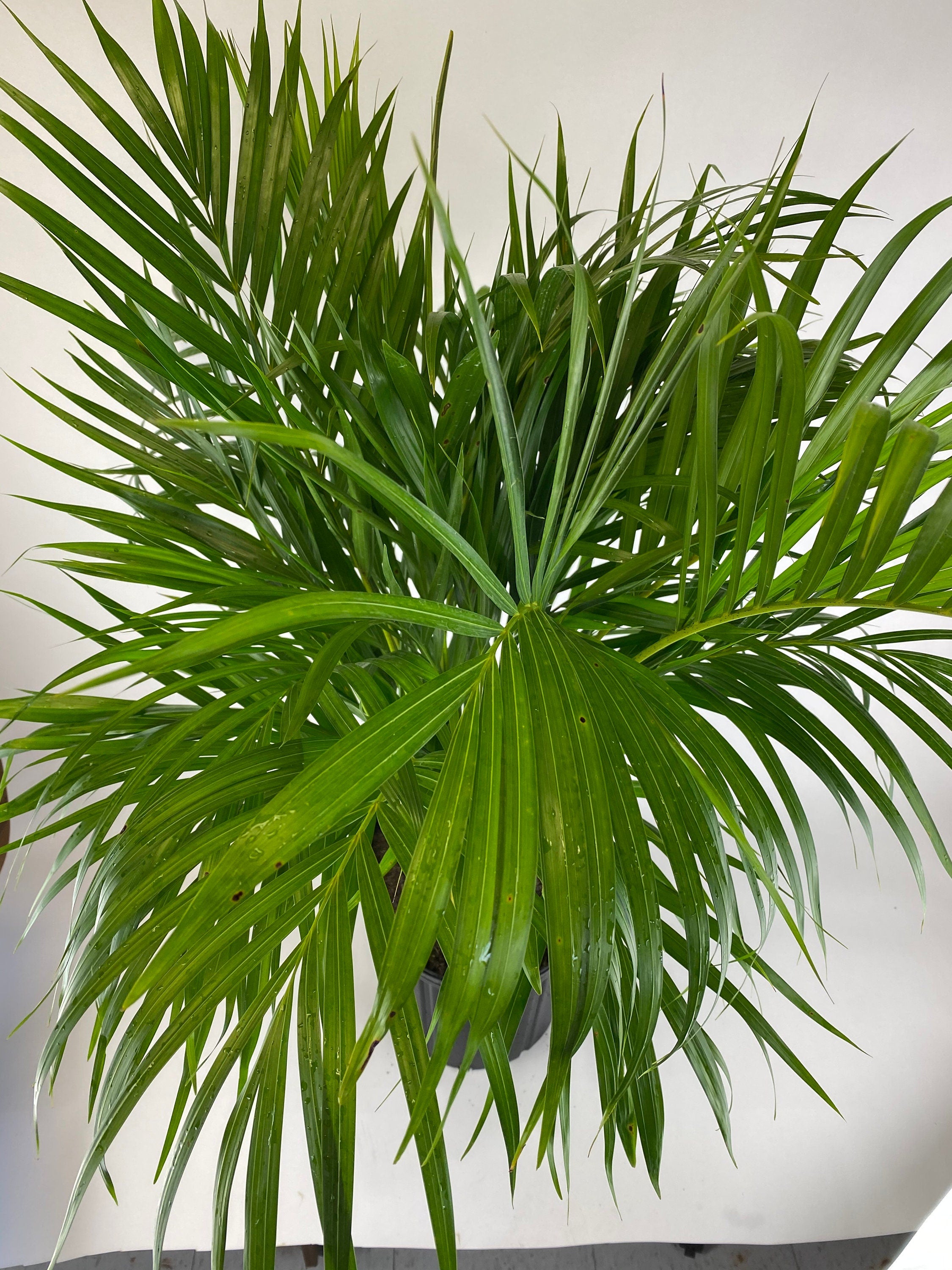 Areca Palm, Golden Cane, Dypsis Lutescens