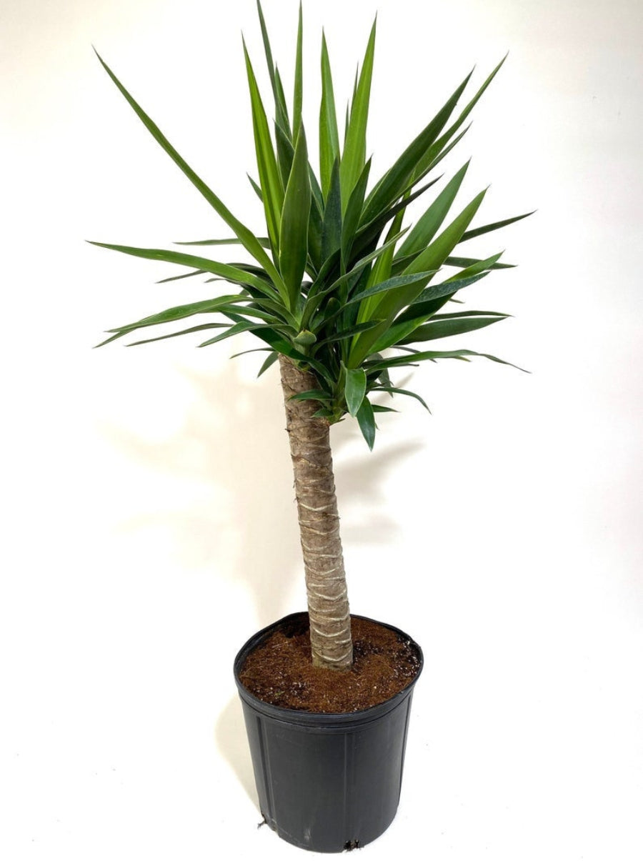 A potted single-stem Dracaena Yucca Cane with pointed green leaves.