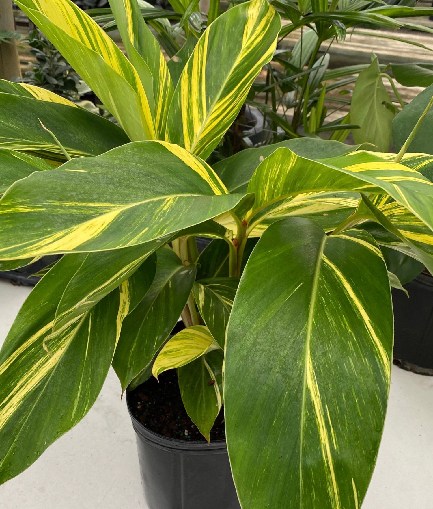 leaves of Ginger Shell Variegated, Live Tropical Prayer Plant