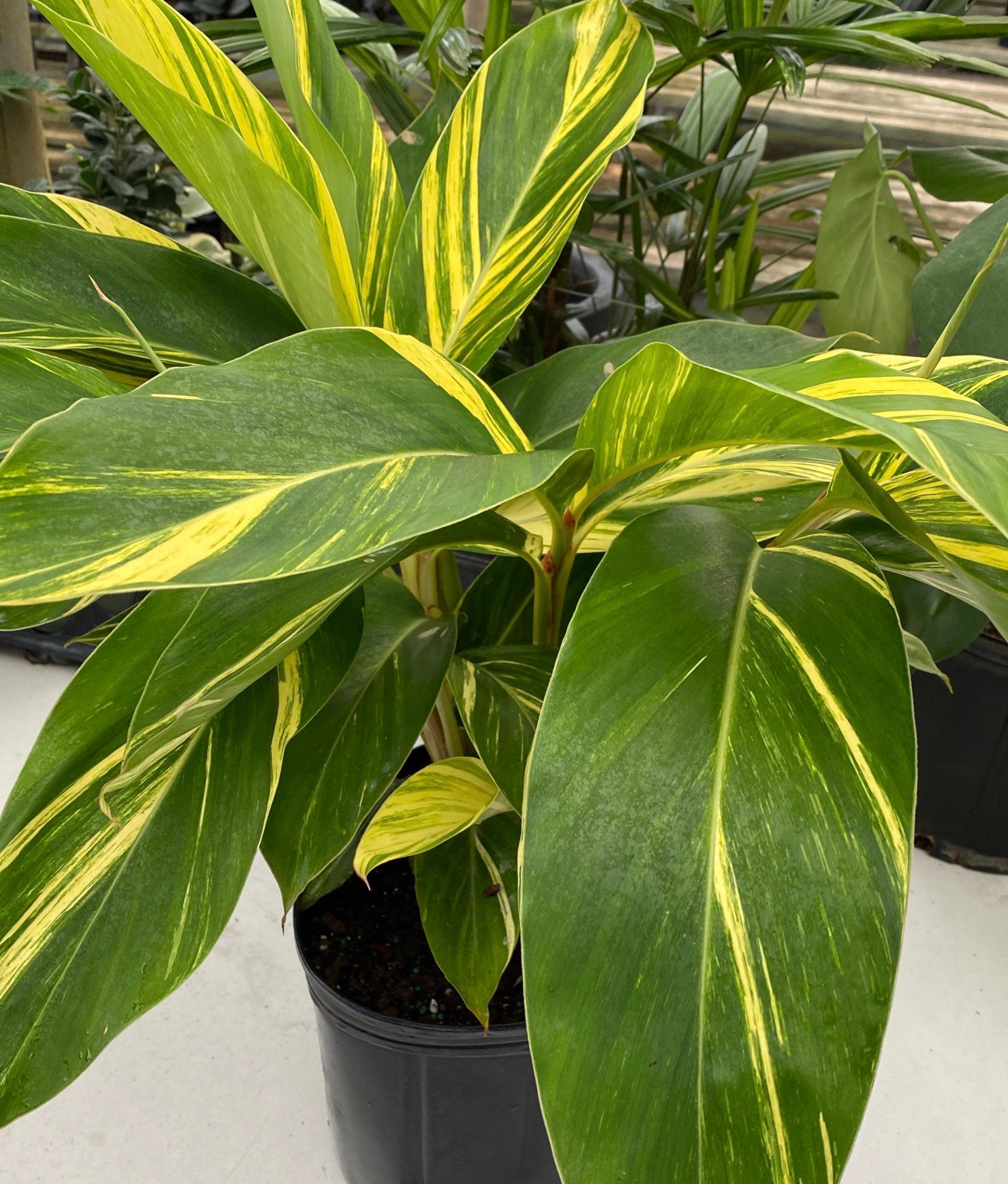 leaves of Ginger Shell Variegated, Live Tropical Prayer Plant