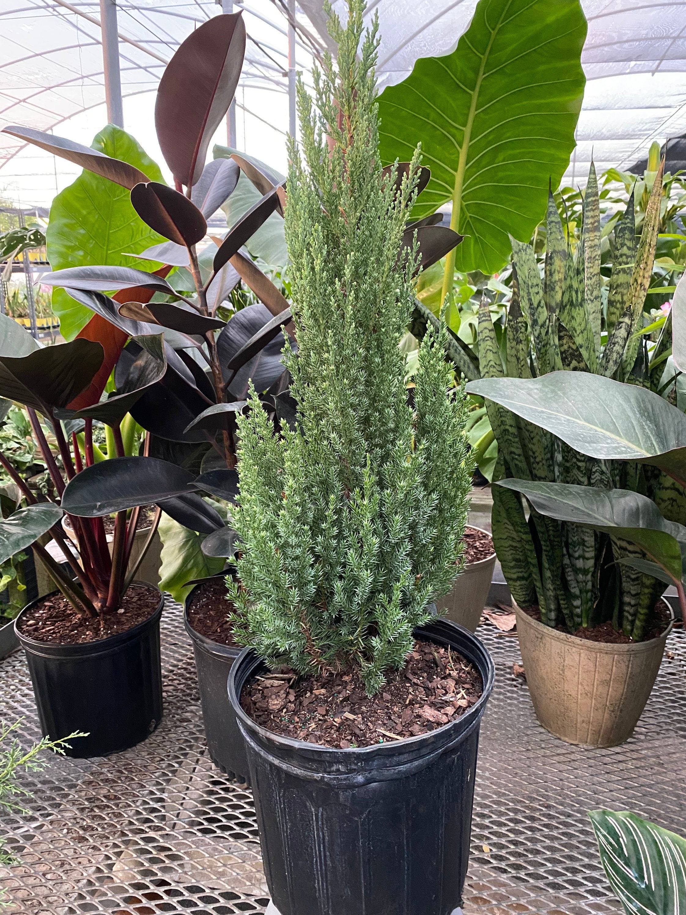 Blue Point Juniper, Juniperus Chinensis