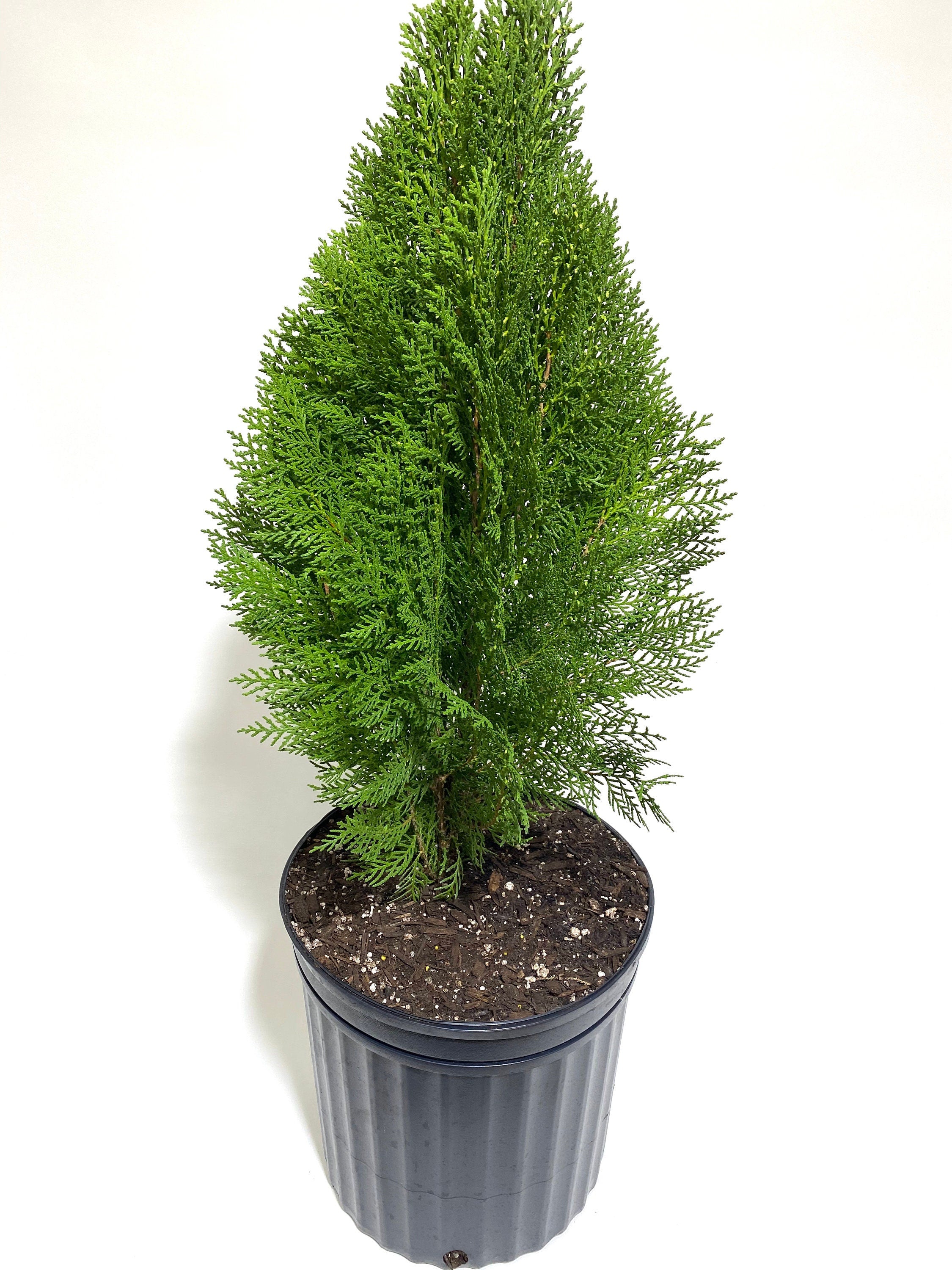 Blue Cone Arborvitae Thuja Orientalis Cypress