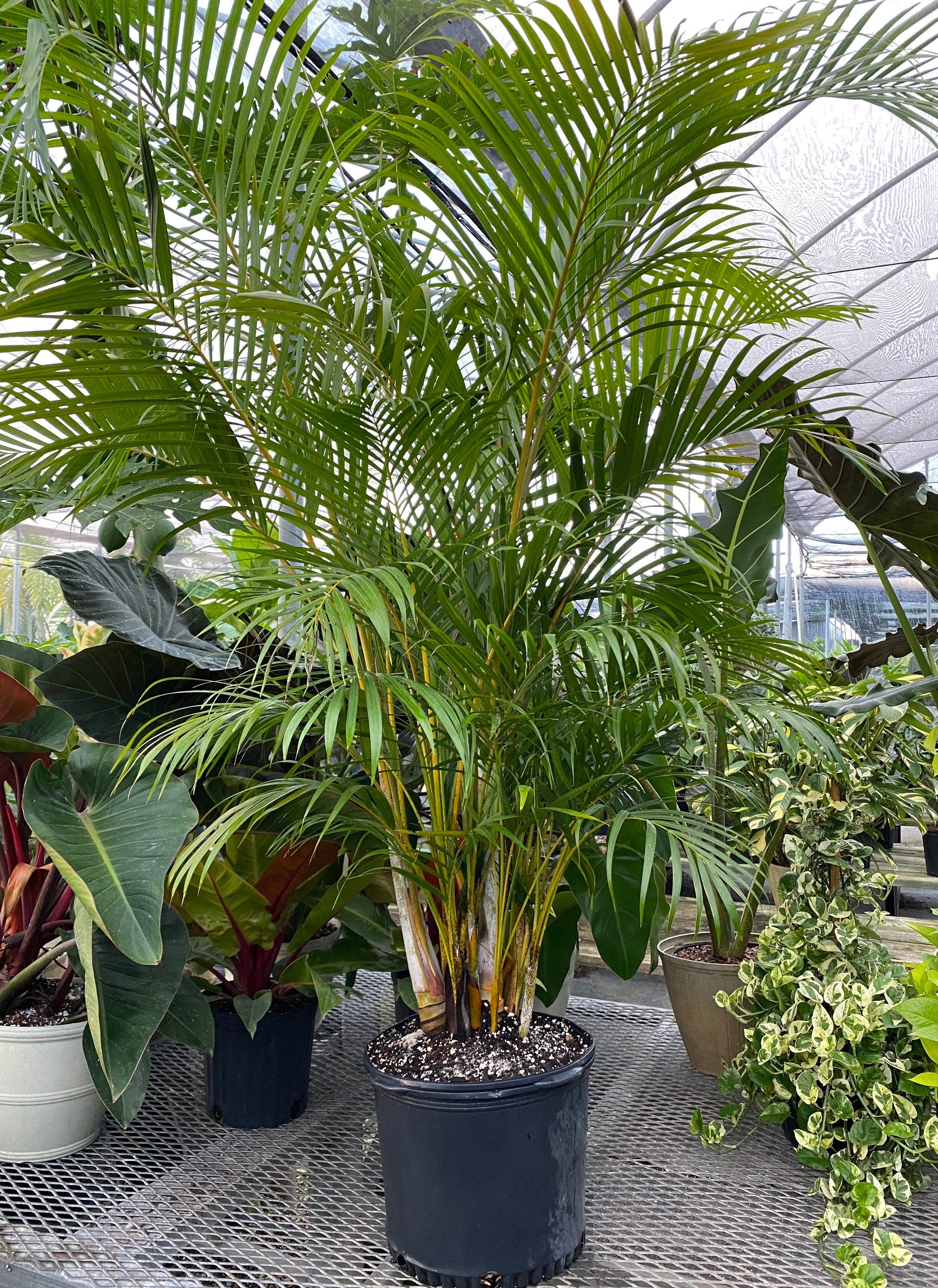 Areca Palm, Golden Cane, Dypsis Lutescens