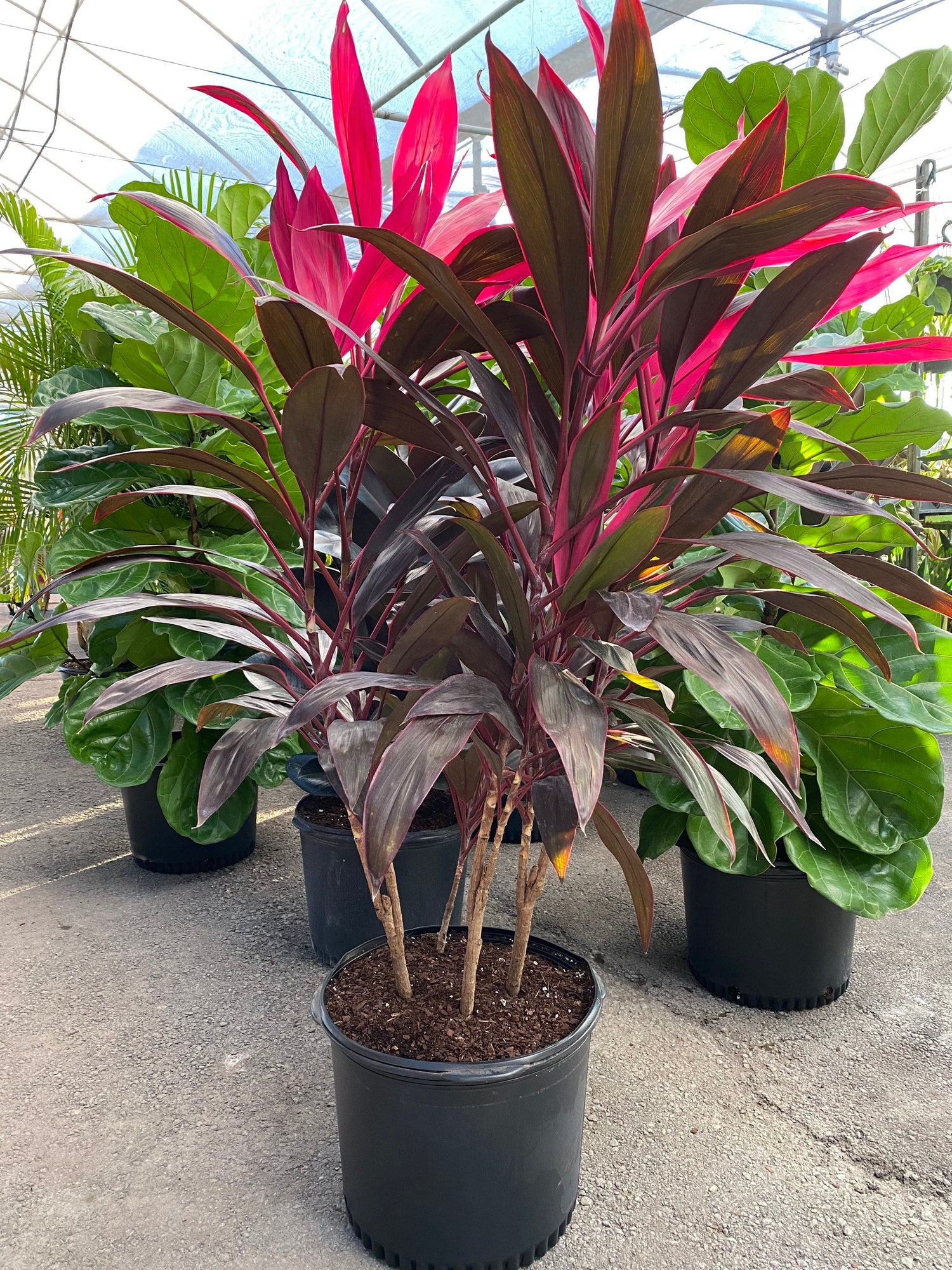 outside view of Cordyline Red Sister, Terminalis Ti Plants