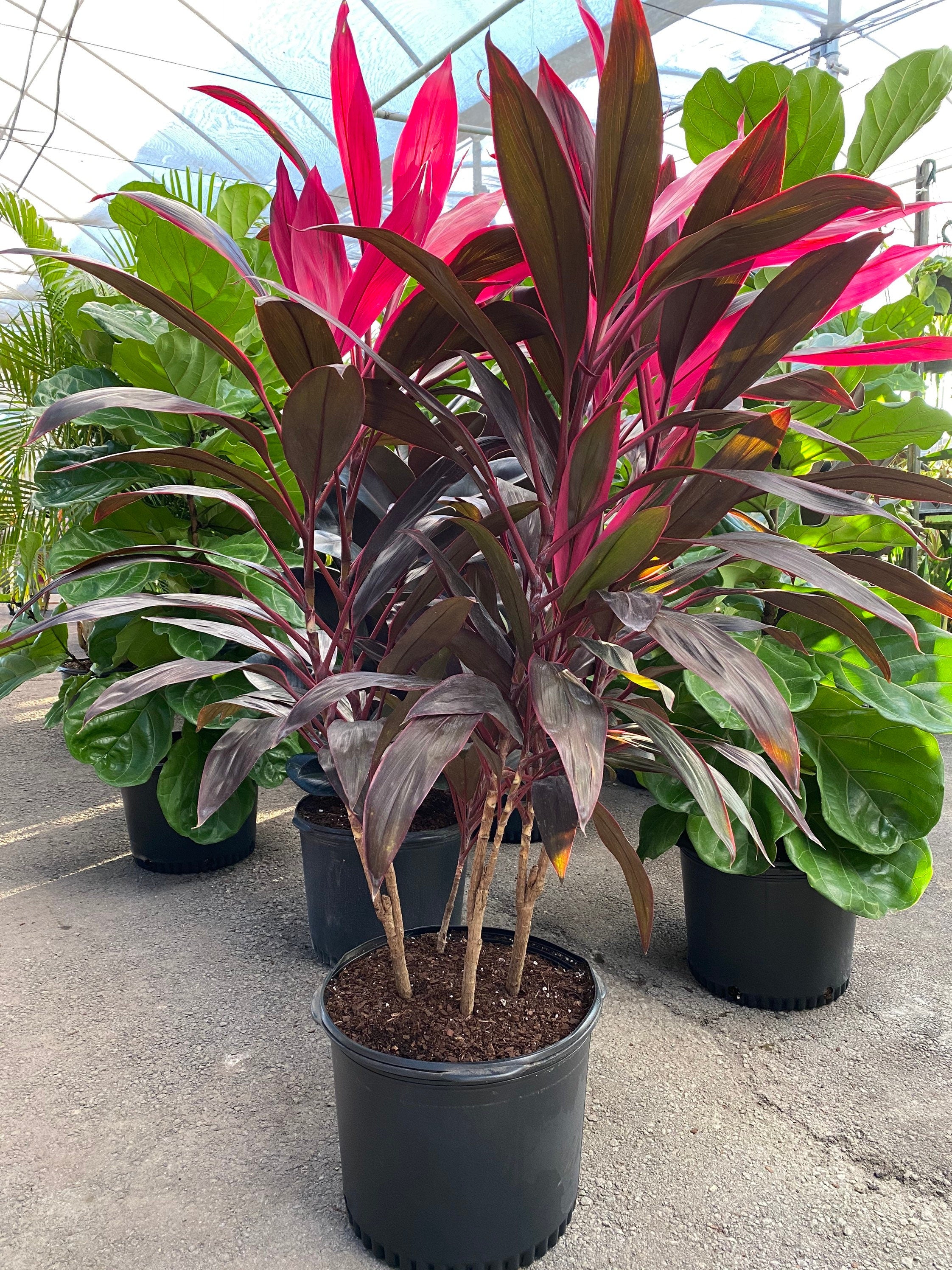 outside view of Cordyline Red Sister, Terminalis Ti Plants