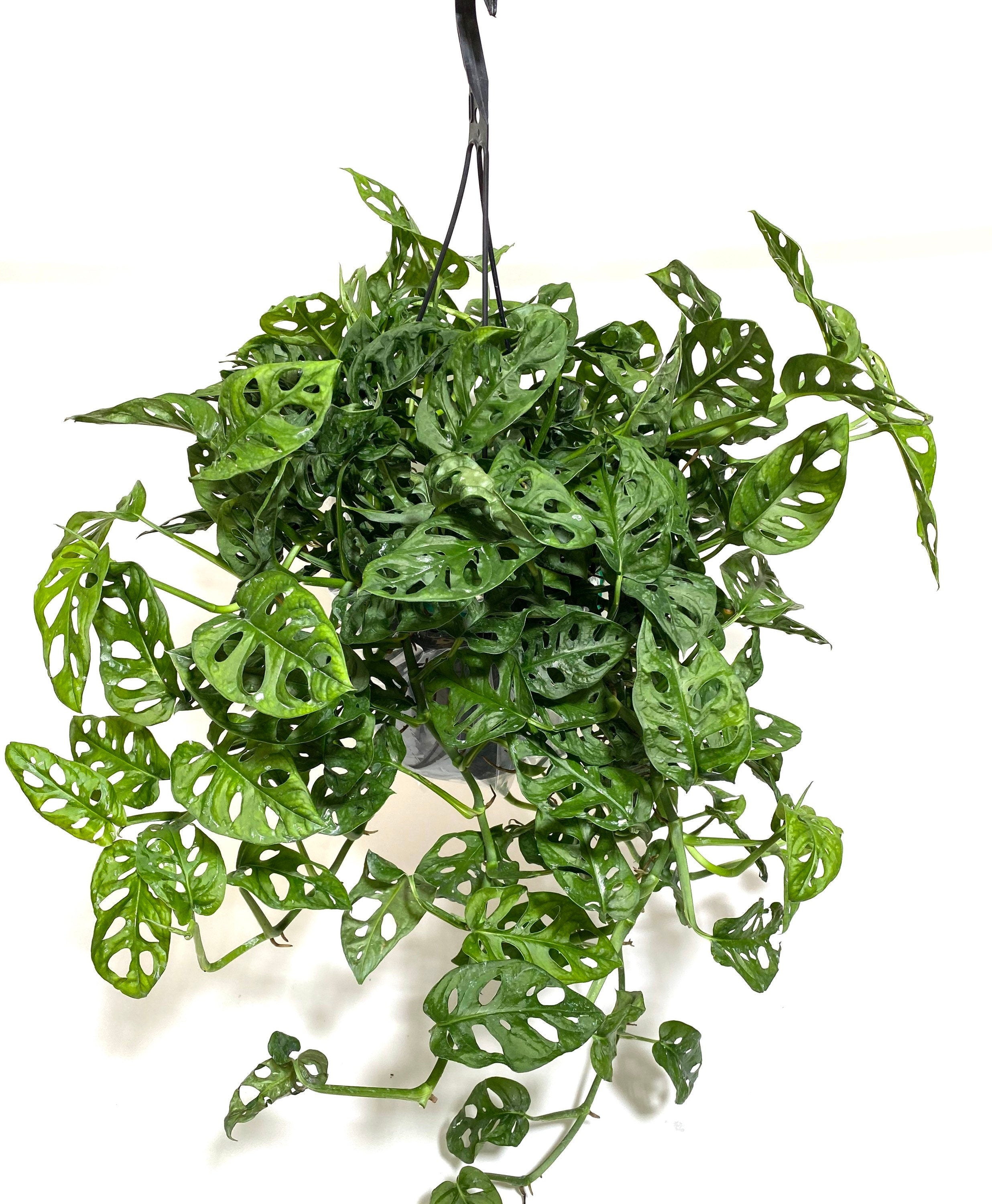 Monstera Adansonii Swiss cheese Hanging Basket hanging