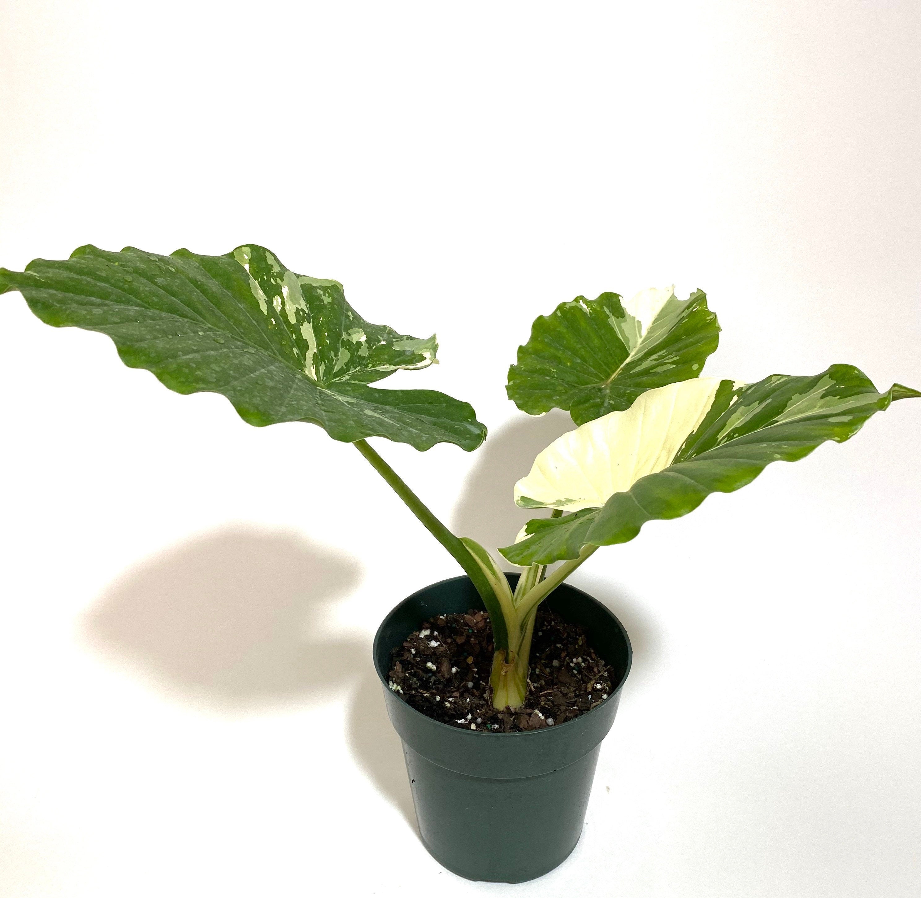 Alocasia Odora Variegata, Collectors Rare and Exotic in a black pot