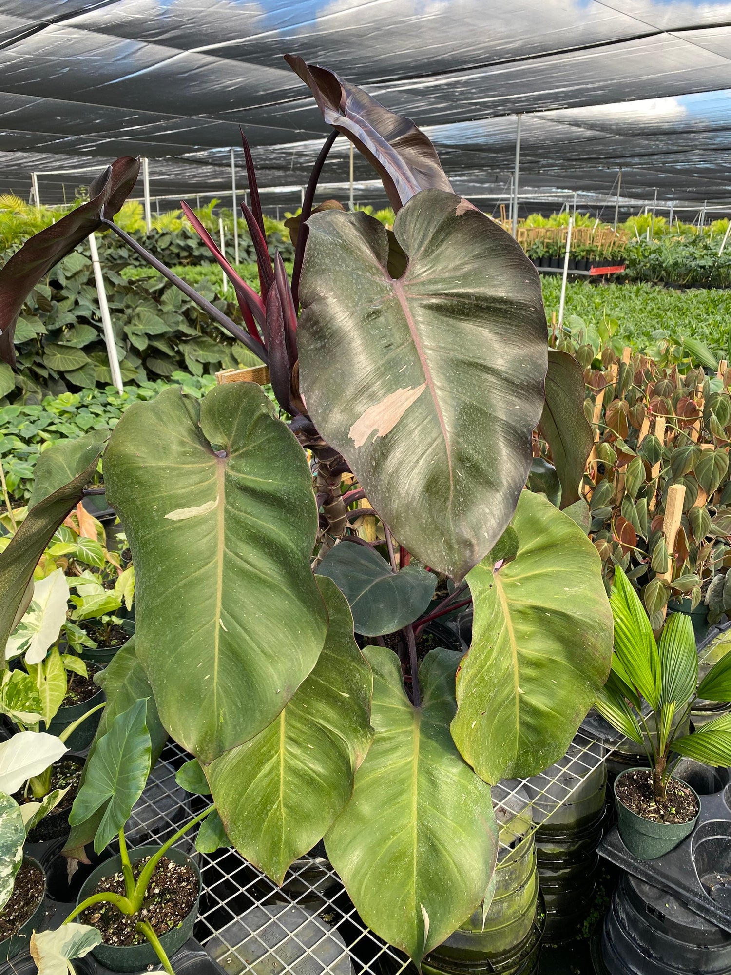 leaves of Philodendron Pink Princess in Trellis, Philodendron Erubescens Exotic Plants