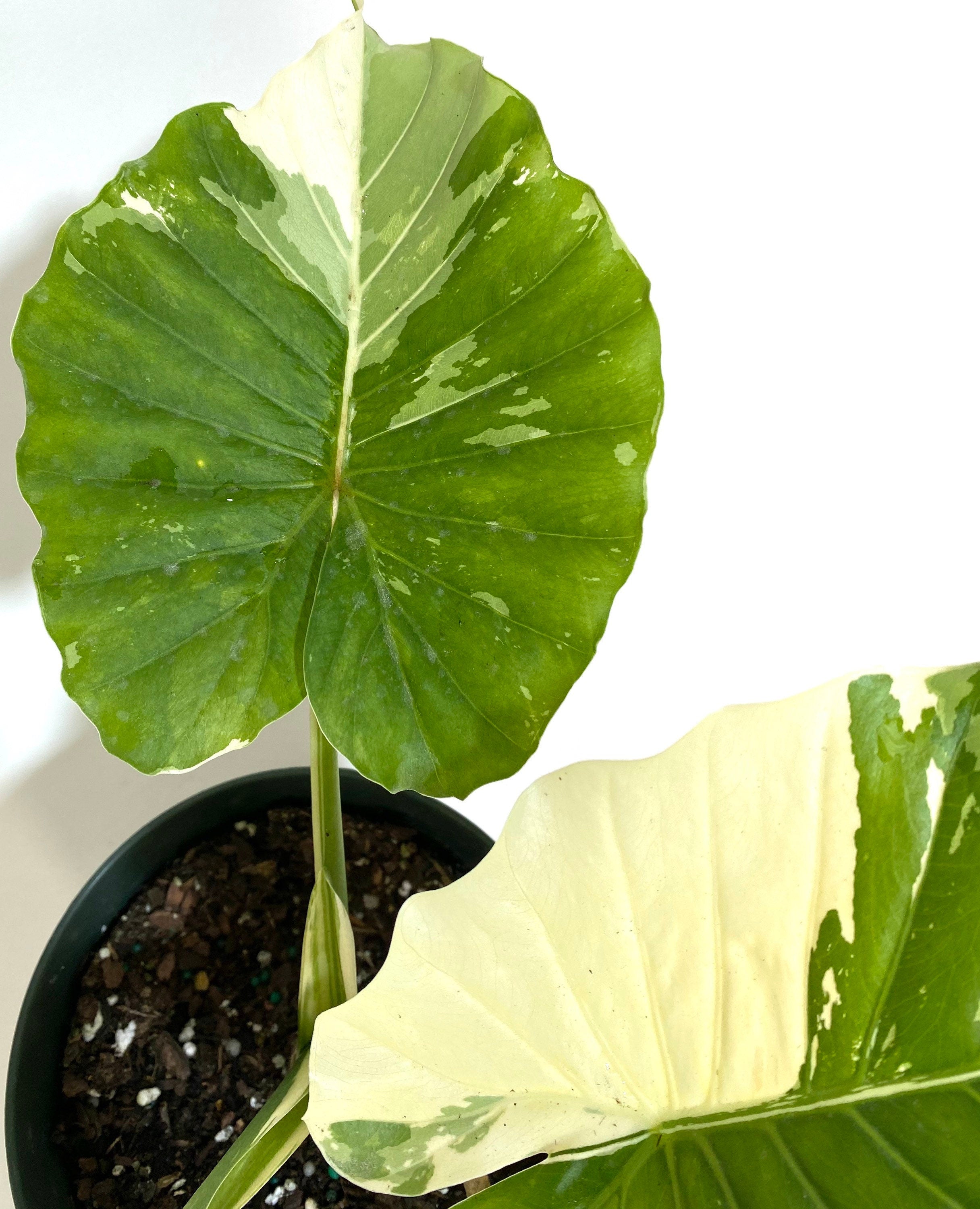 single leaf of Alocasia Odora Variegata, Collectors Rare and Exotic