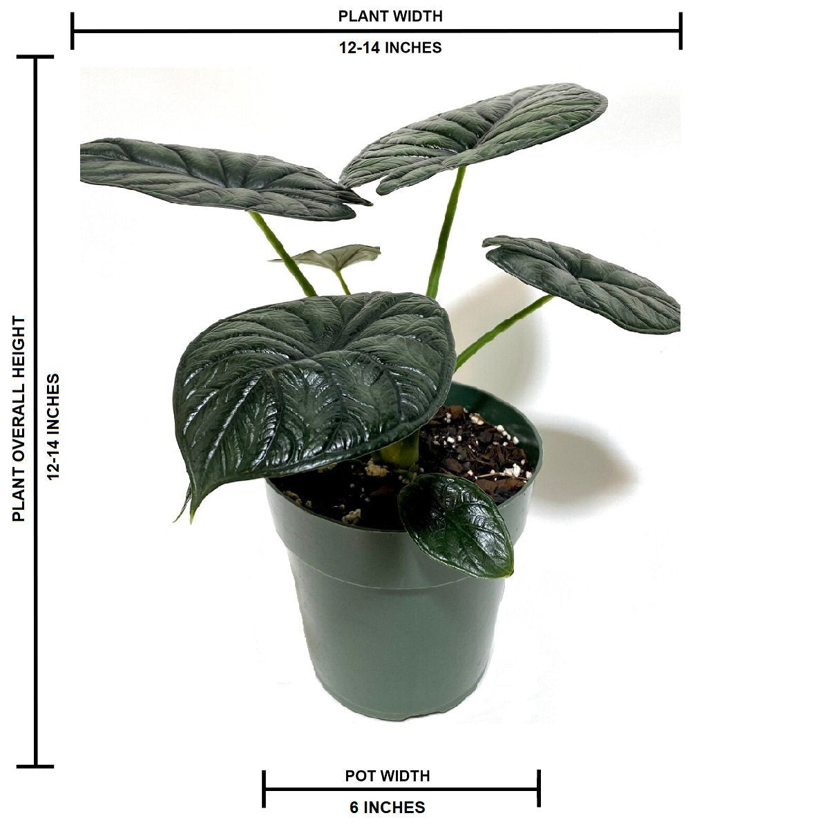 front view of Alocasia Baginda Dragon Scale, Live Indoor plant in a green pot