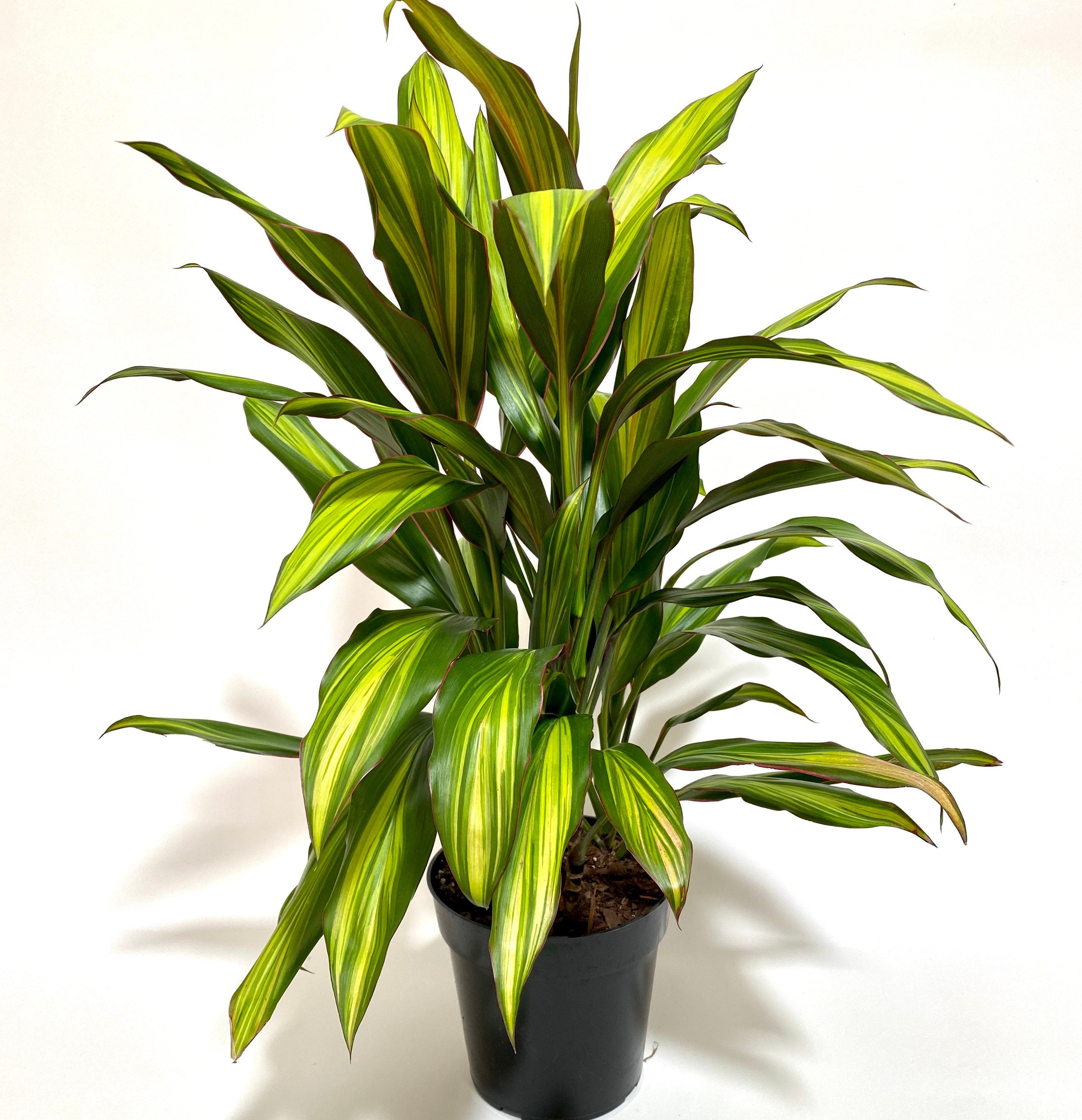 front view of Cordyline kiwi, Hawaiian Ti, Good Luck Plant, Auntie Lou
