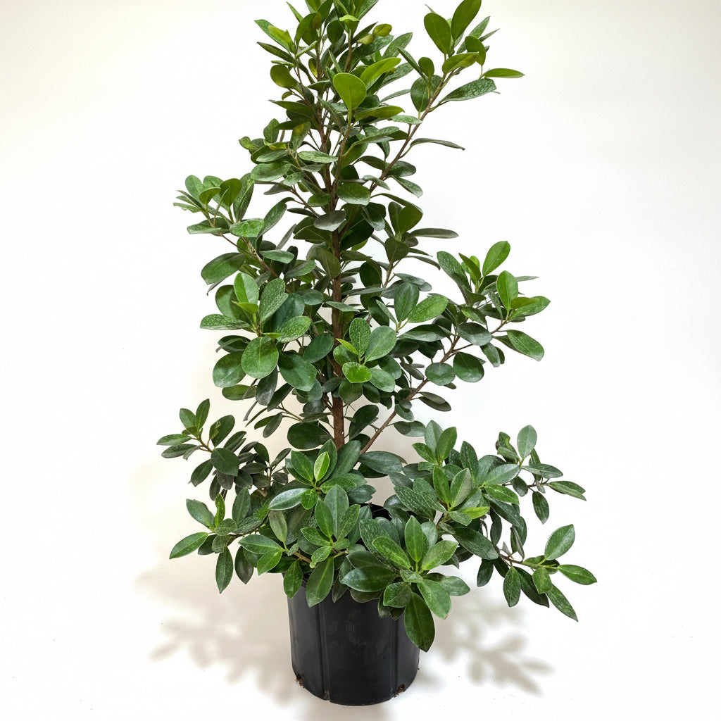 Ficus Moclame Bush, Ficus Microcarpa Daniella with white background