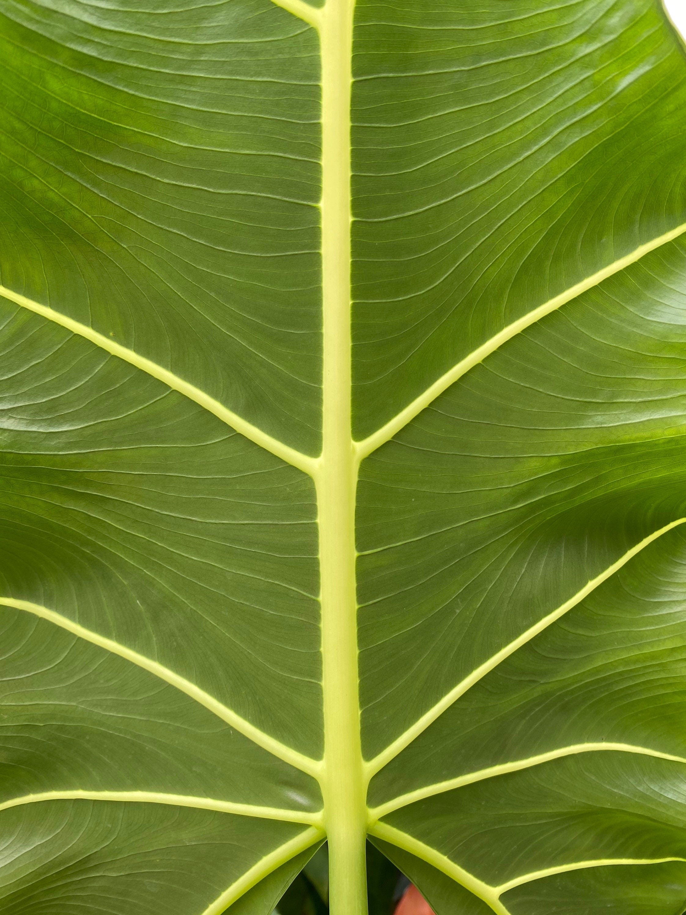close view of leaves of Alocasia Sarian, Live Tropical Plant