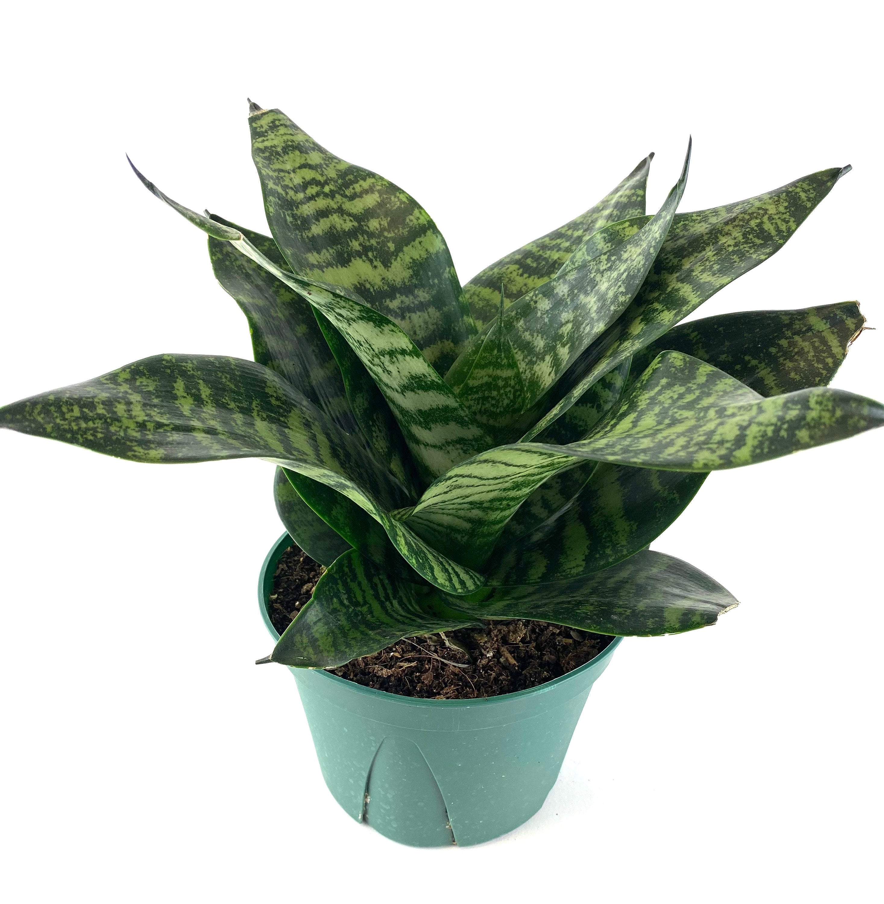Sansevieria Hahnii Dwarf Robusta, Snake Plant, 6in White Deco Pot