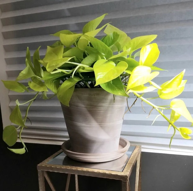 Pothos Neon in Hanging Basket, Stunning Vine Colors in a white pot