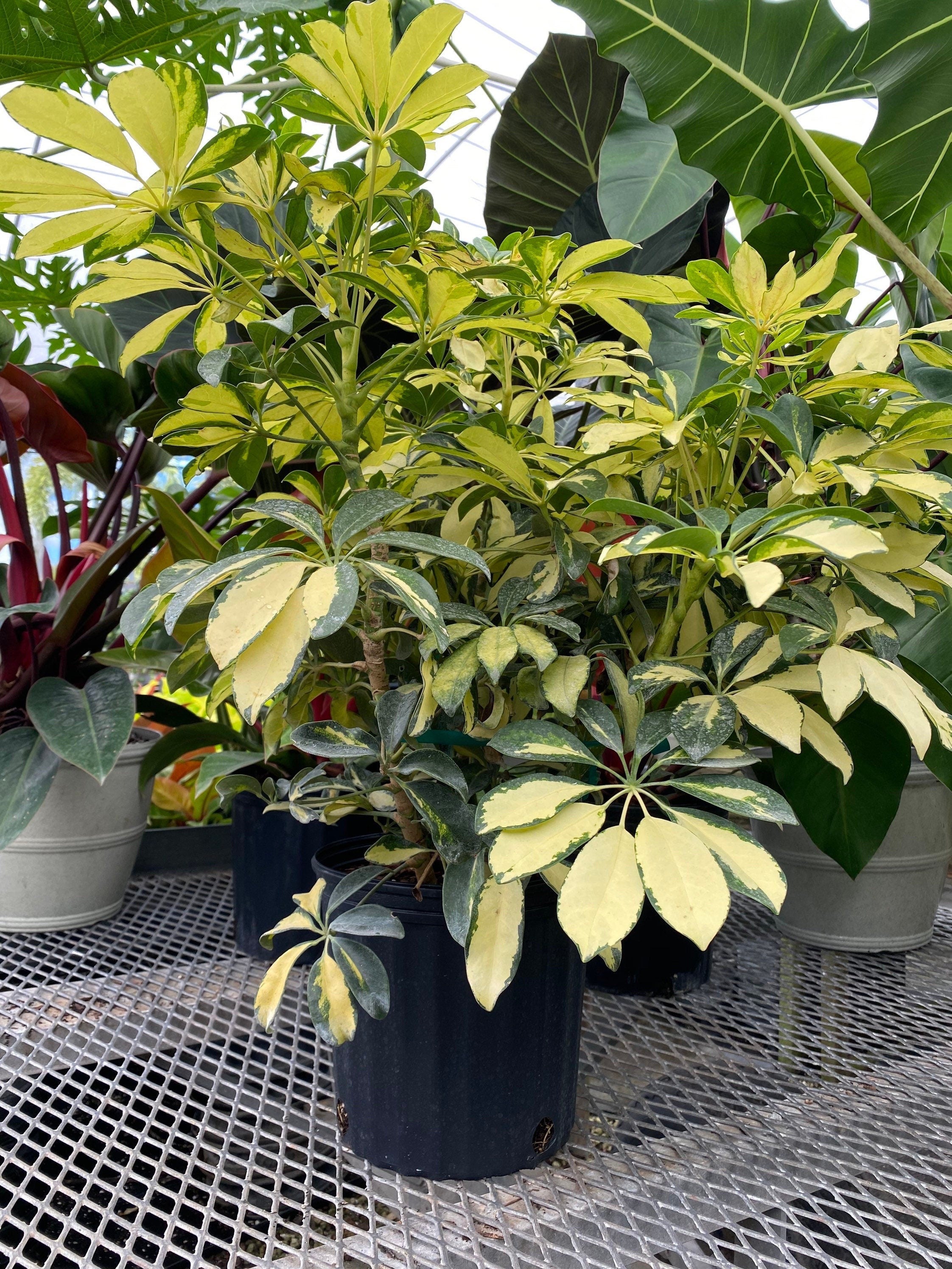 Trinette Arbaricola, Umbrella Tree Live Plant outside view