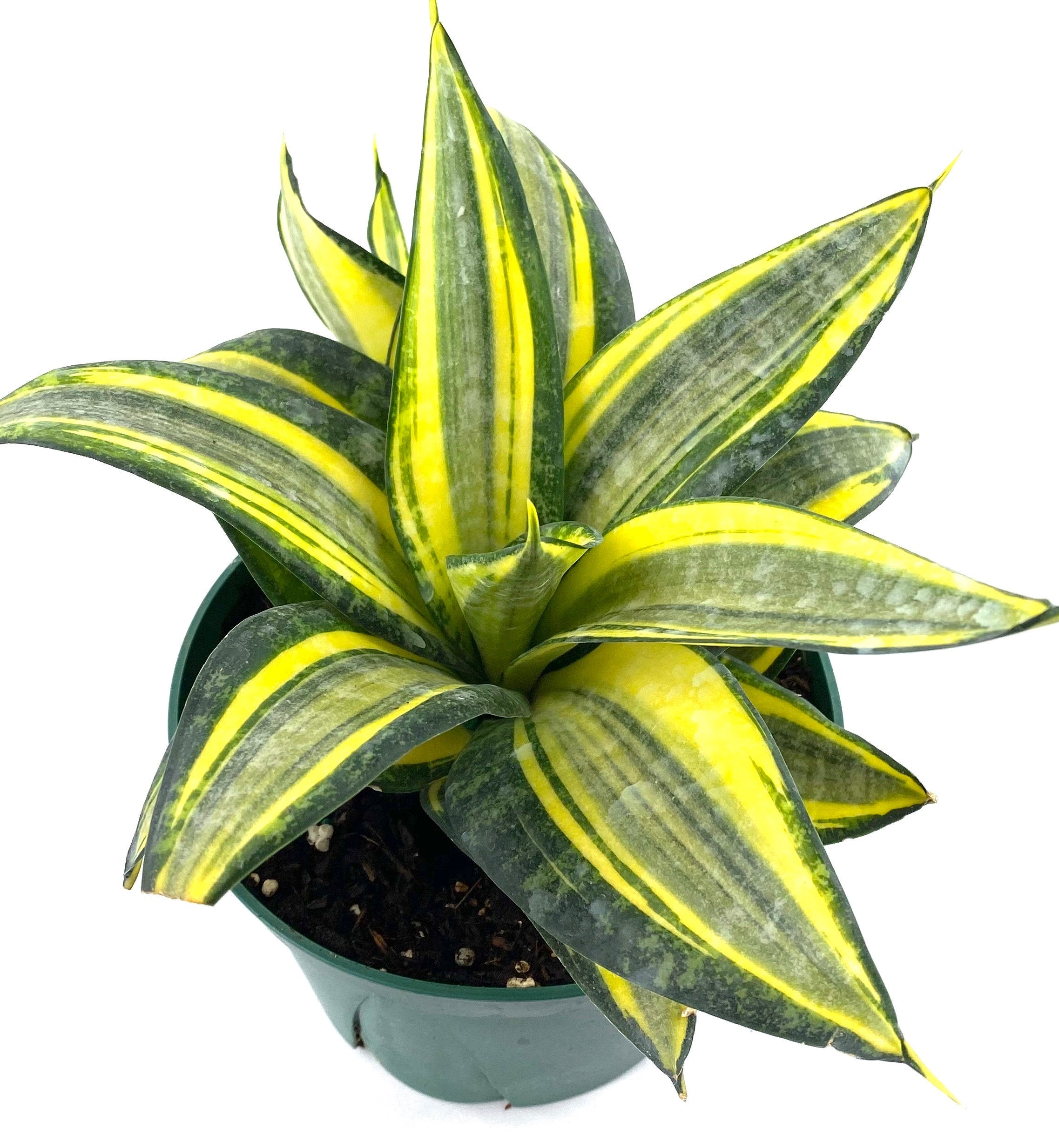 Sansevieria Hahnii Gold, Snake Plant, 6in White Deco Pot