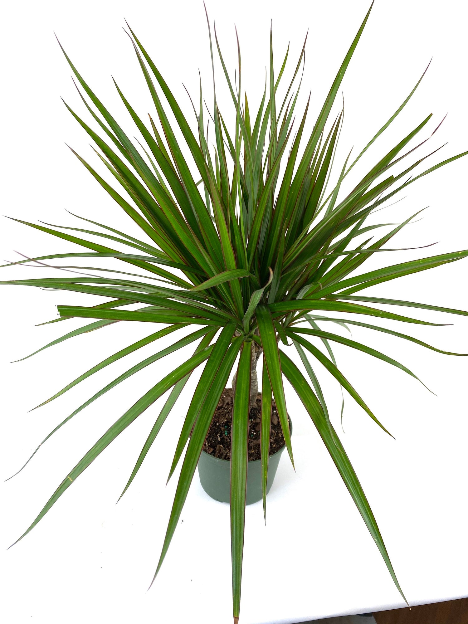 Dracaena Braided Trunk Green, Dragon Tree
