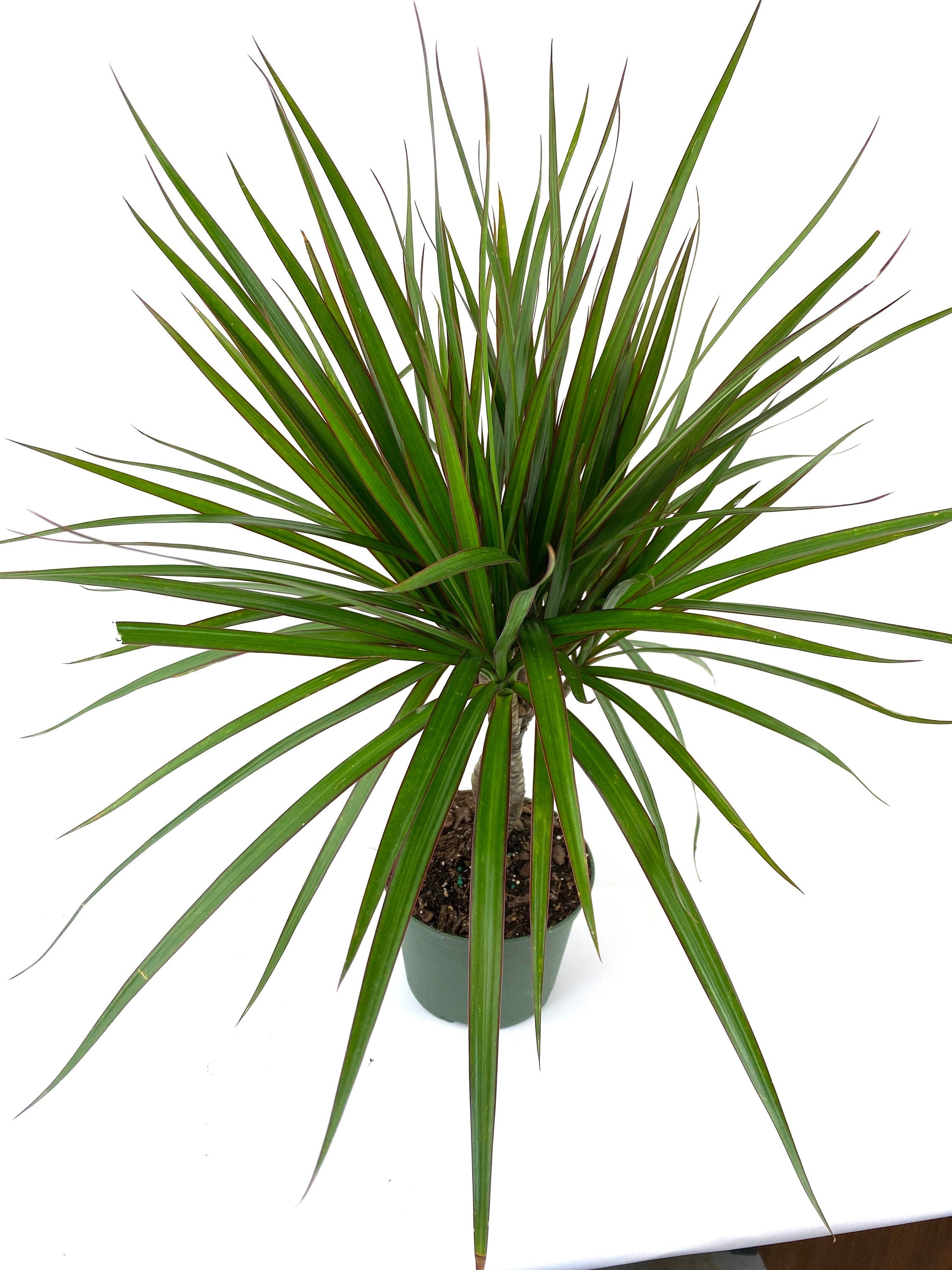 Dracaena Braided Trunk Green, Dragon Tree
