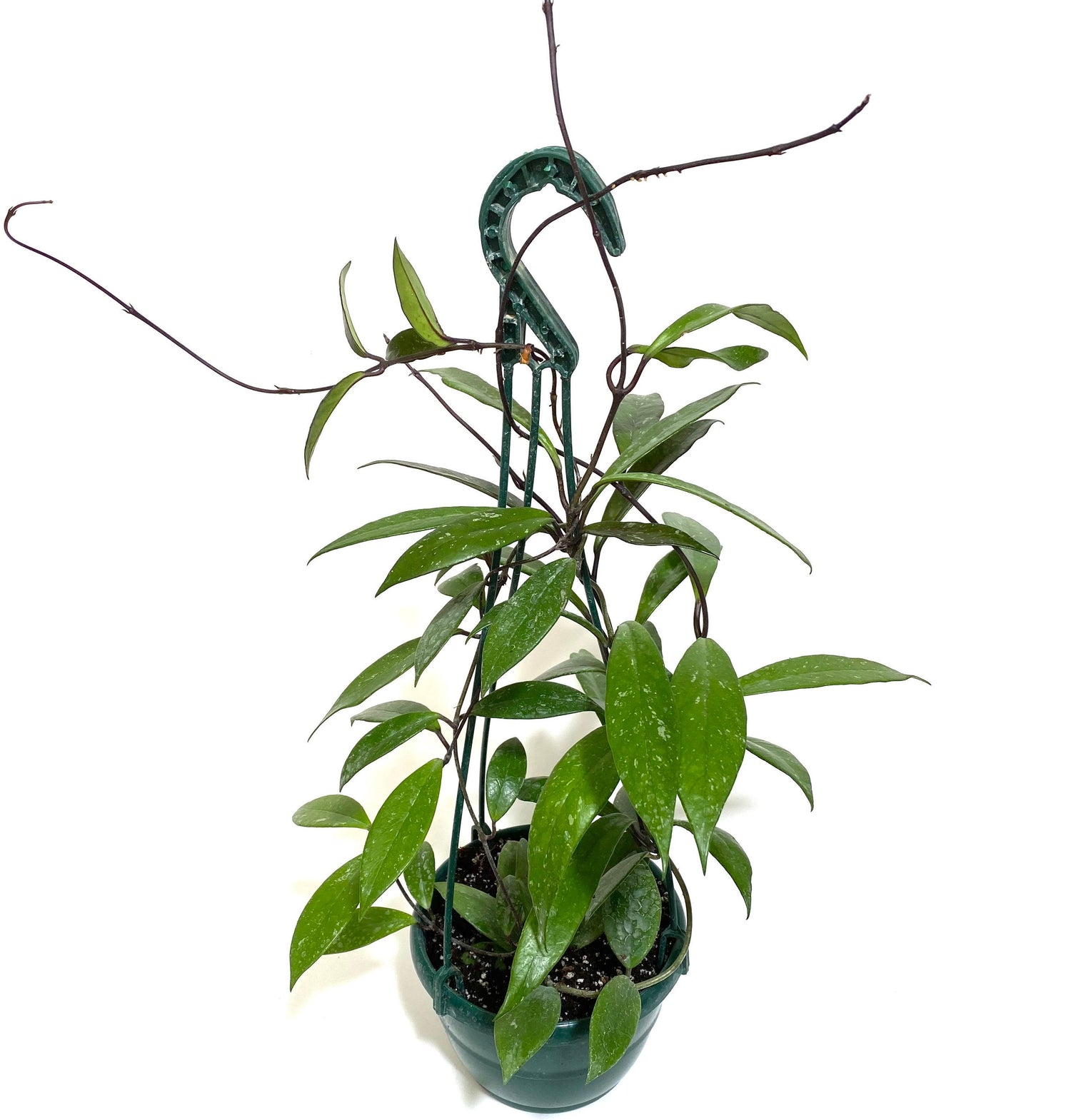 Hoya Publicalyx Splash in Hanging Basket, Live Plant Variegated with white background