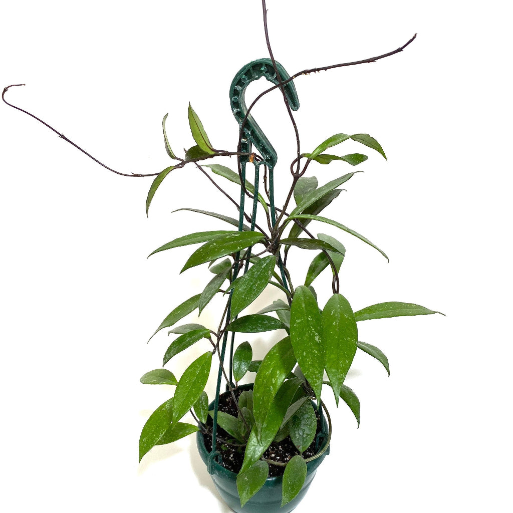 Hoya Publicalyx Splash in Hanging Basket, Live Plant Variegated with white background