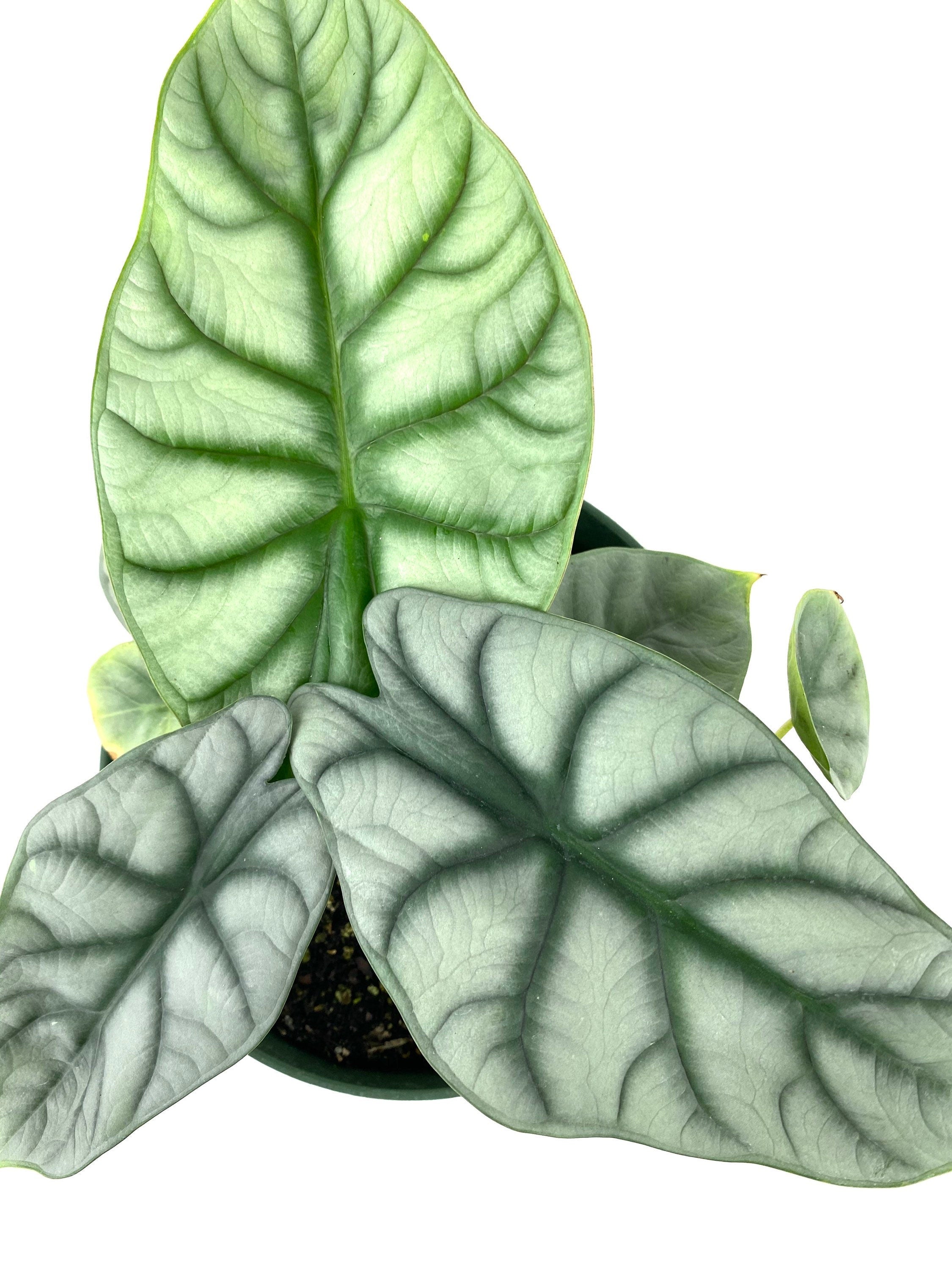 Leaves of Alocasia Baginda Silver Dragon, Live Indoor Plant