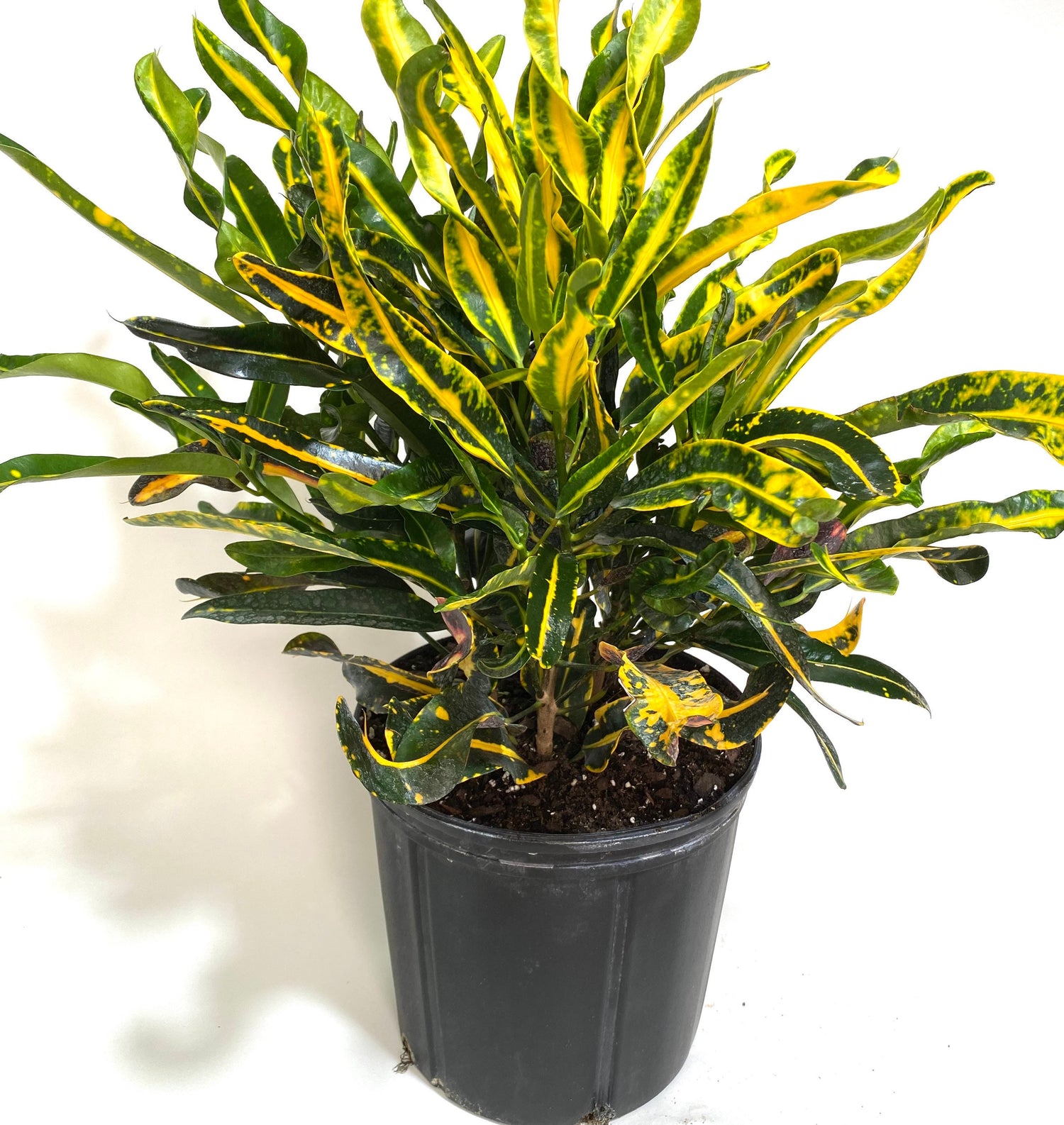 Croton Mammy Yellow, Mammey Live Tropical Plant Indoor or Outdoor in a pot