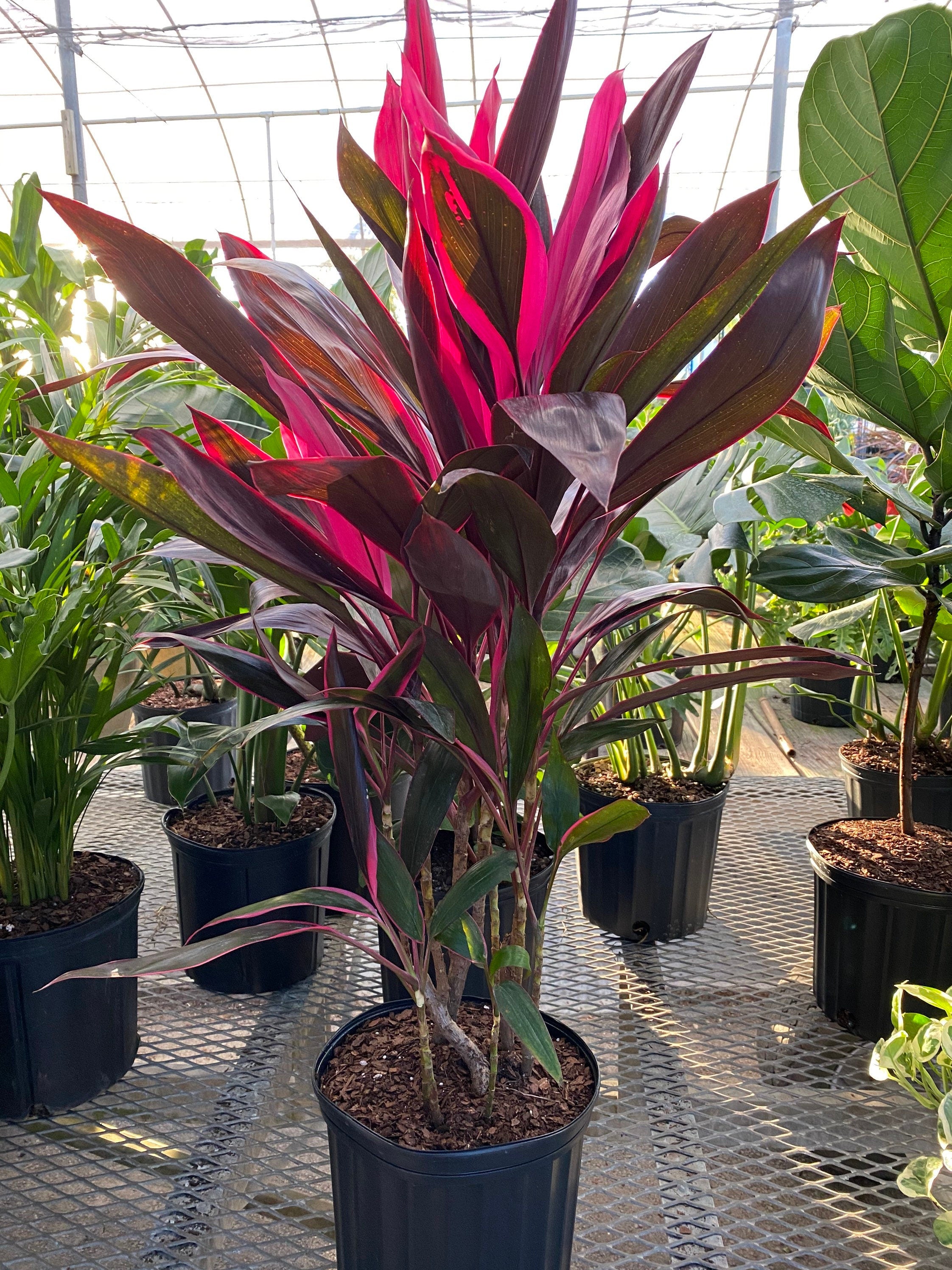 Cordyline Red Sister, Terminalis Ti Plants in a black pot