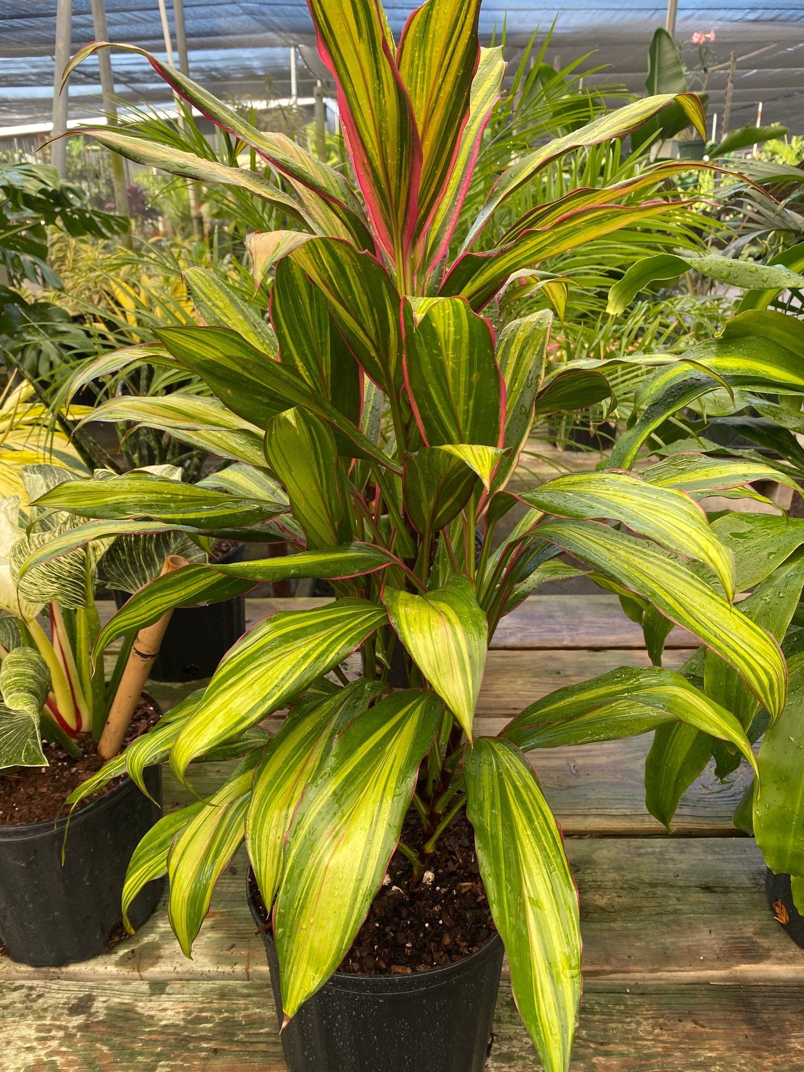 upper view of Cordyline kiwi, Hawaiian Ti, Good Luck Plant, Auntie Lou