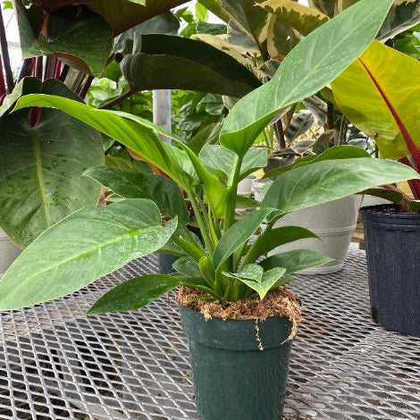front view of Philodendron Imperial Green