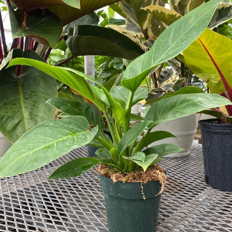 Philodendron Green Princess in a green pot