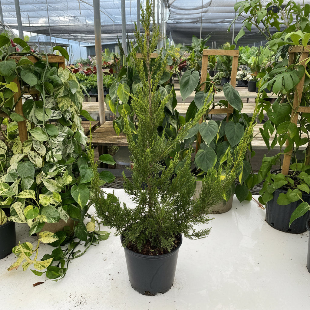 Hetzii Green Columnar Juniper