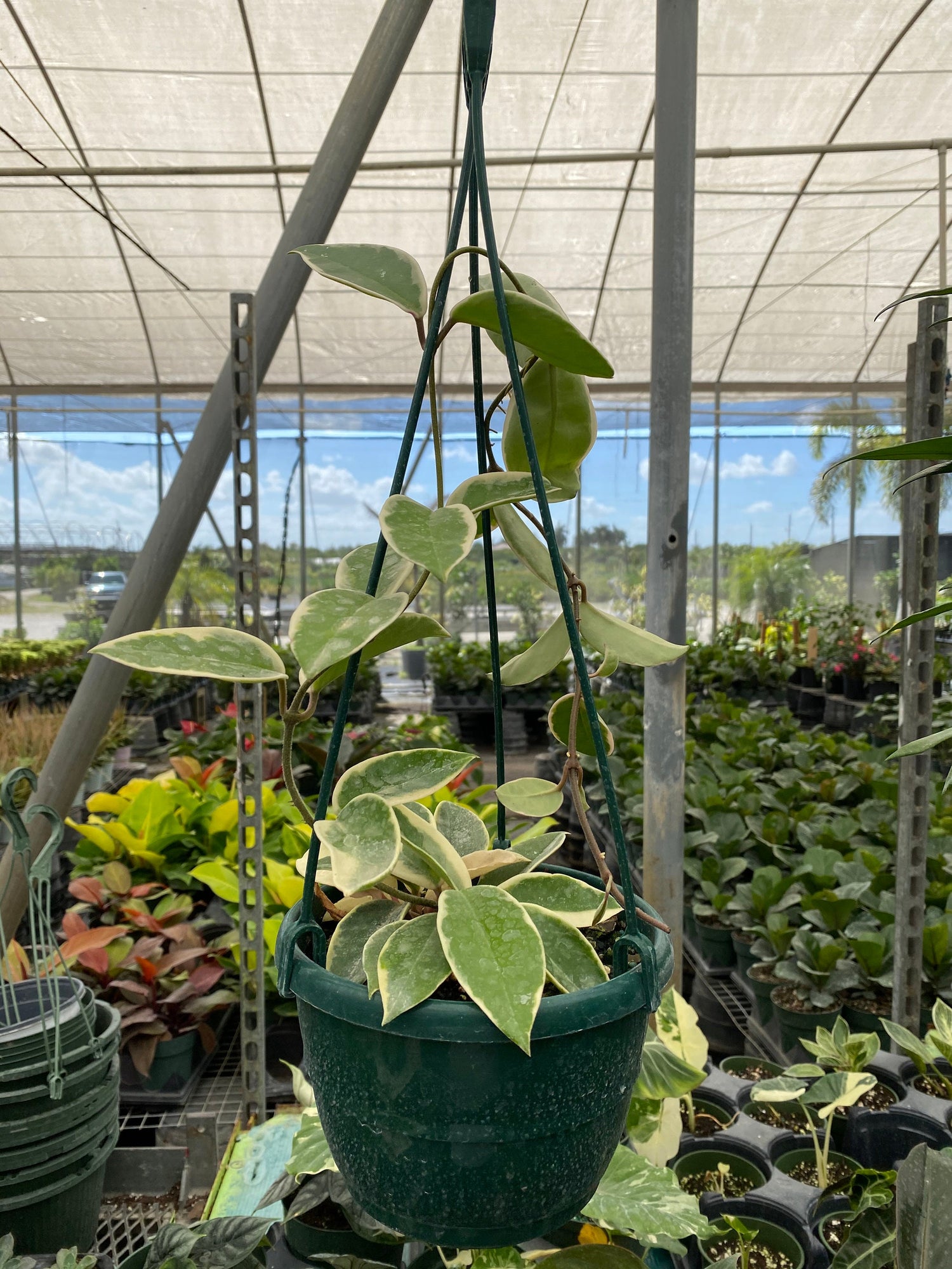 Hoya Krimson Queen in Hanging Basket, Hoya Carnosa Variegated hanging in a green pot