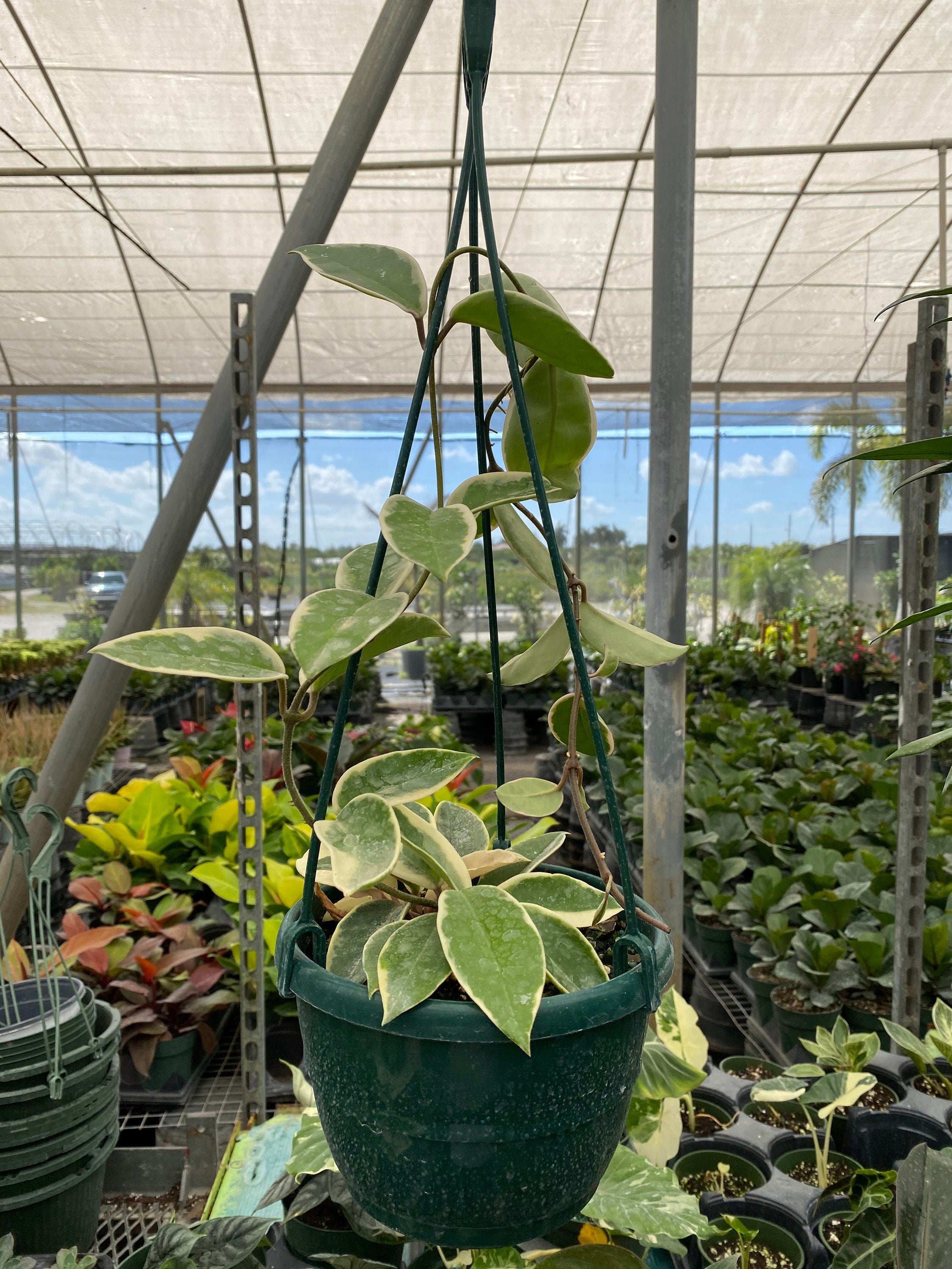 Hoya Krimson Queen in Hanging Basket, Hoya Carnosa Variegated hanging in a green pot