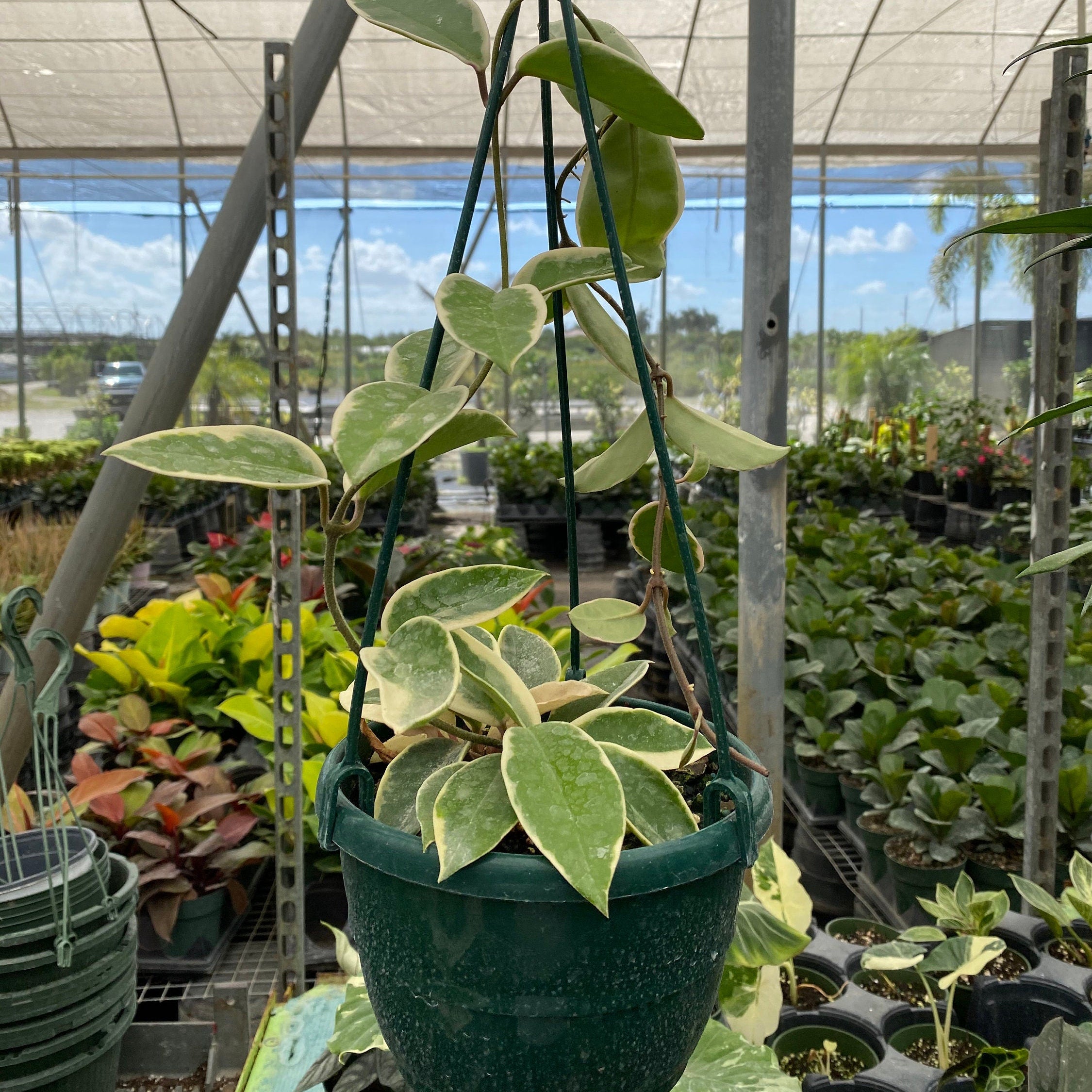 Hoya Krimson Queen in Hanging Basket, Hoya Carnosa Variegated hanging in a green pot