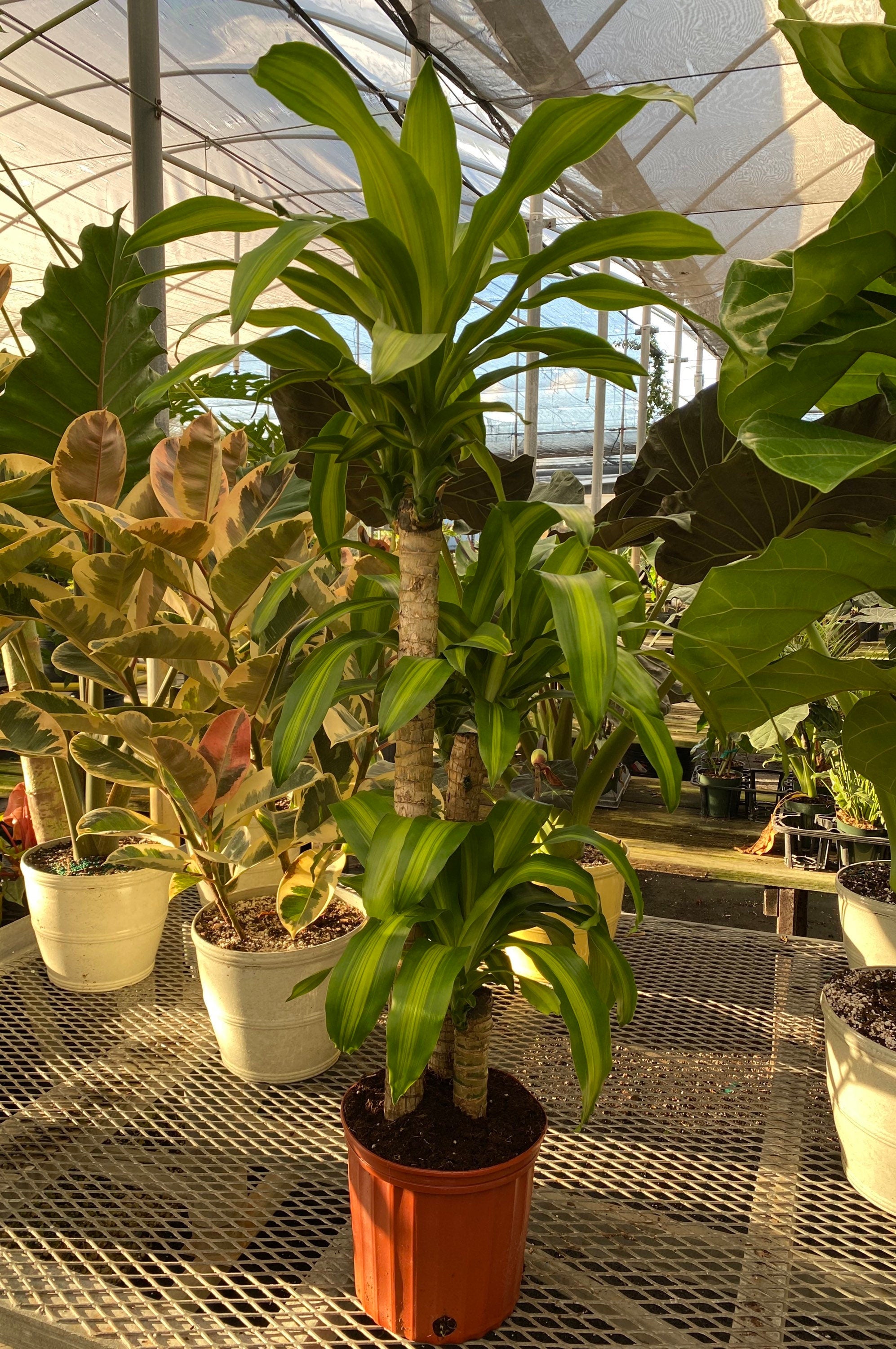 Dracaena Mass Cane Corn Plant Massangeana, 3 Stems Staggered