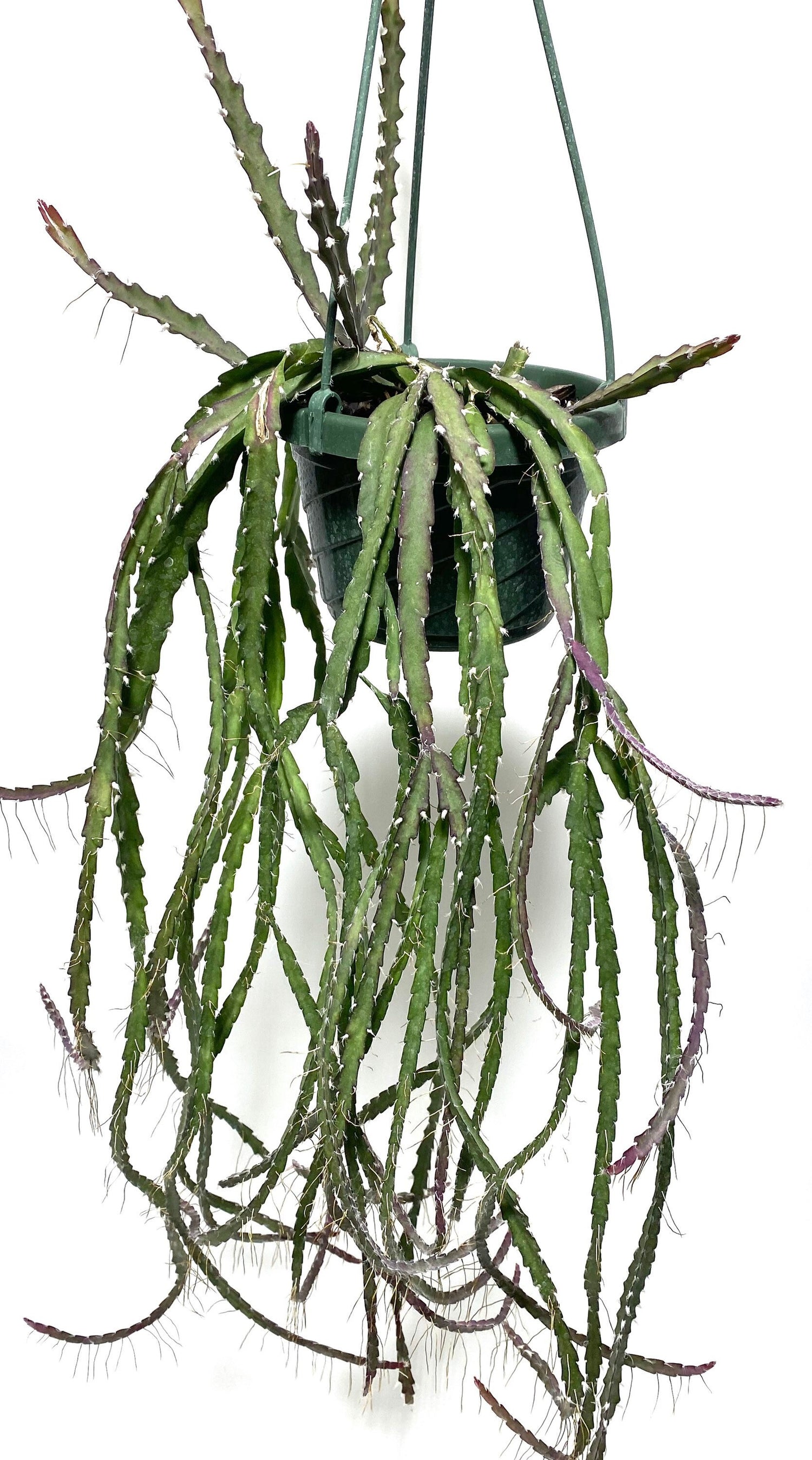 hanging Lepismium Cruciforme Purple, Hurricane Cactus, Stunning Hanging Plant Vines in a green pot