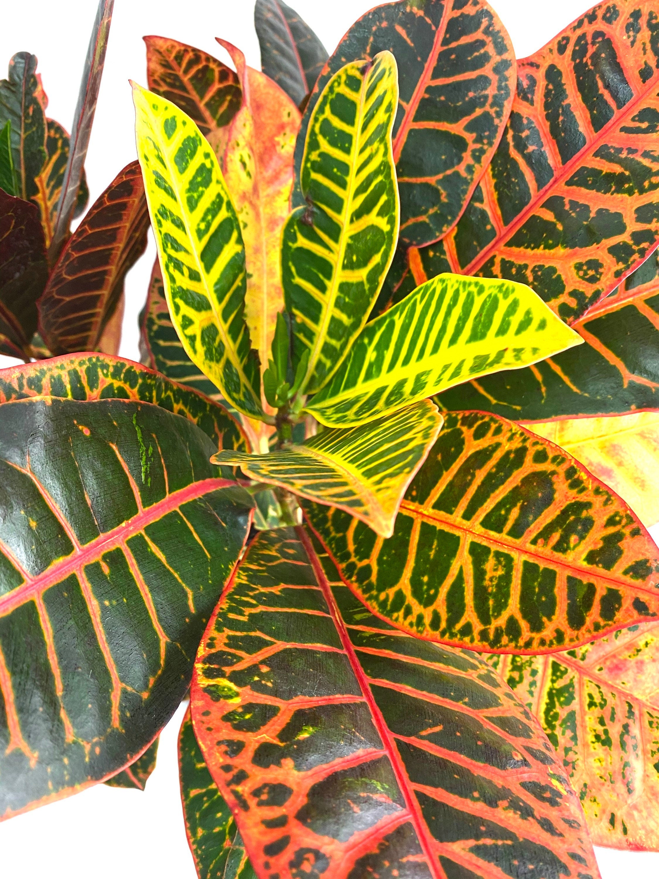 Croton Petra, Codiaeum Variegatum, Live Indoor Plant