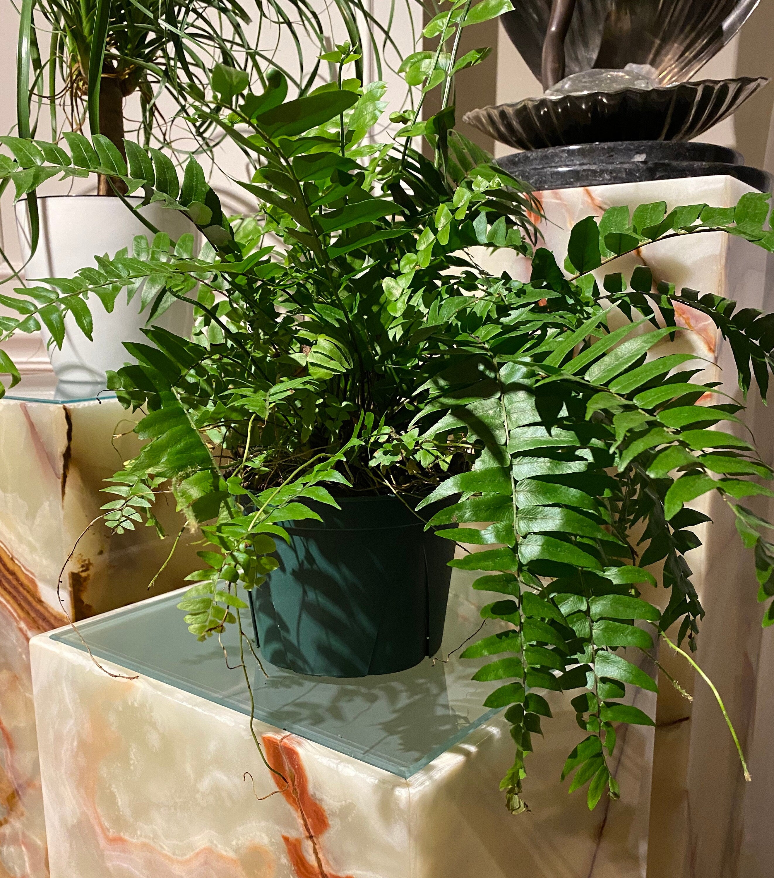 large fern house plant Fern Macho Giant Sword Fern