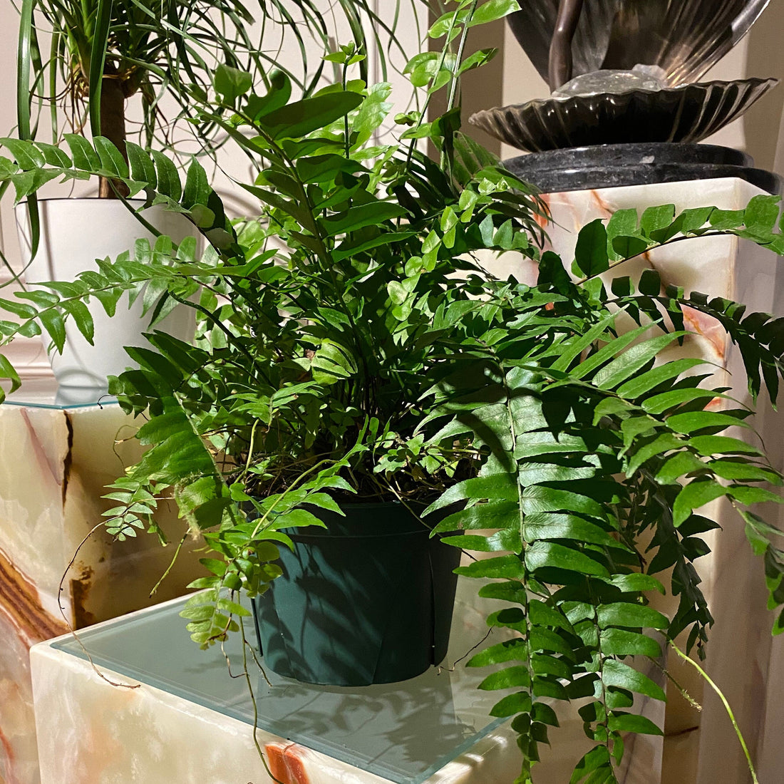 Fern Macho Giant Sword Fern
