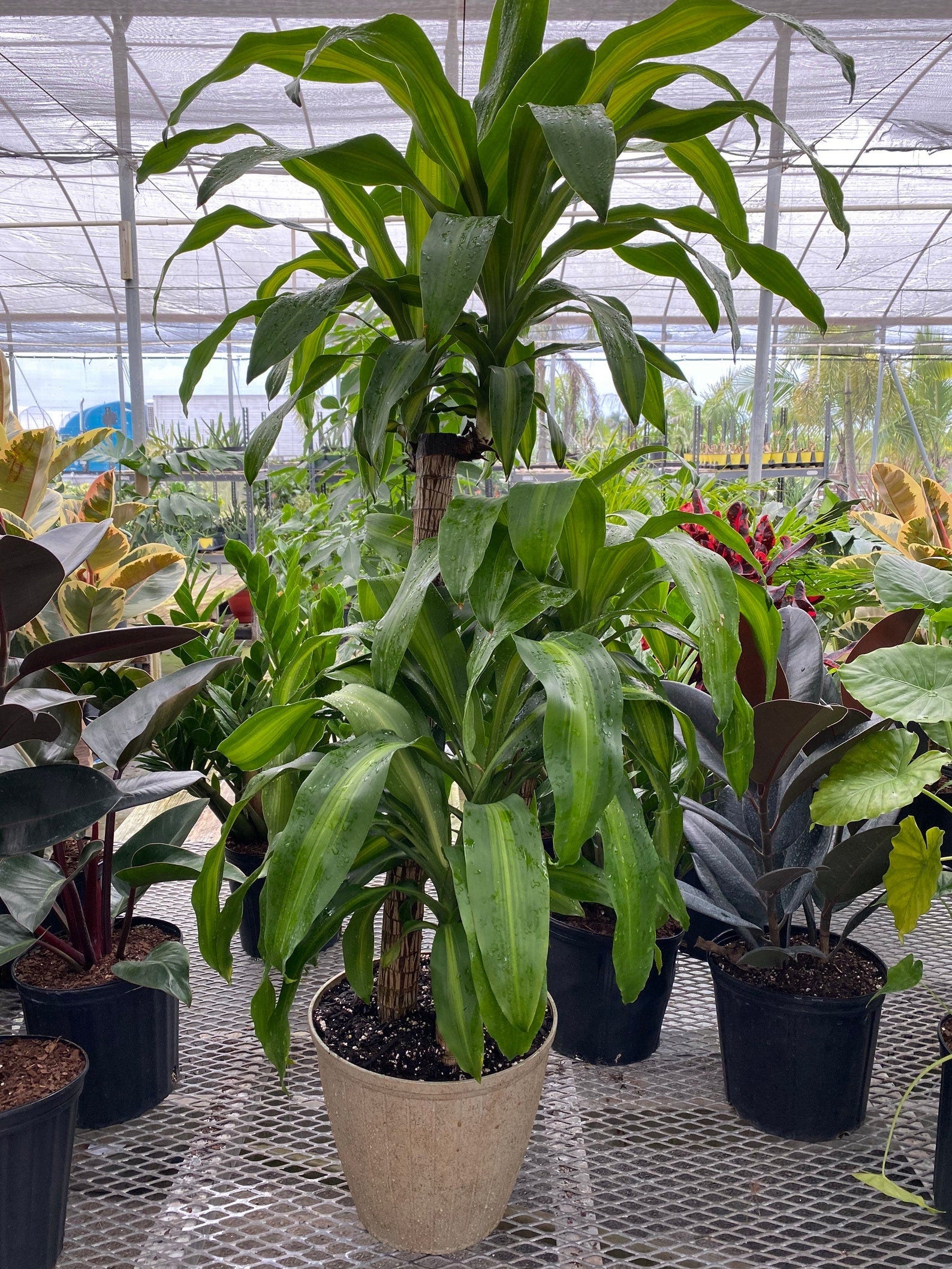 Dracaena Mass Cane Corn Plant Massangeana, 3 Stems Staggered in a pot