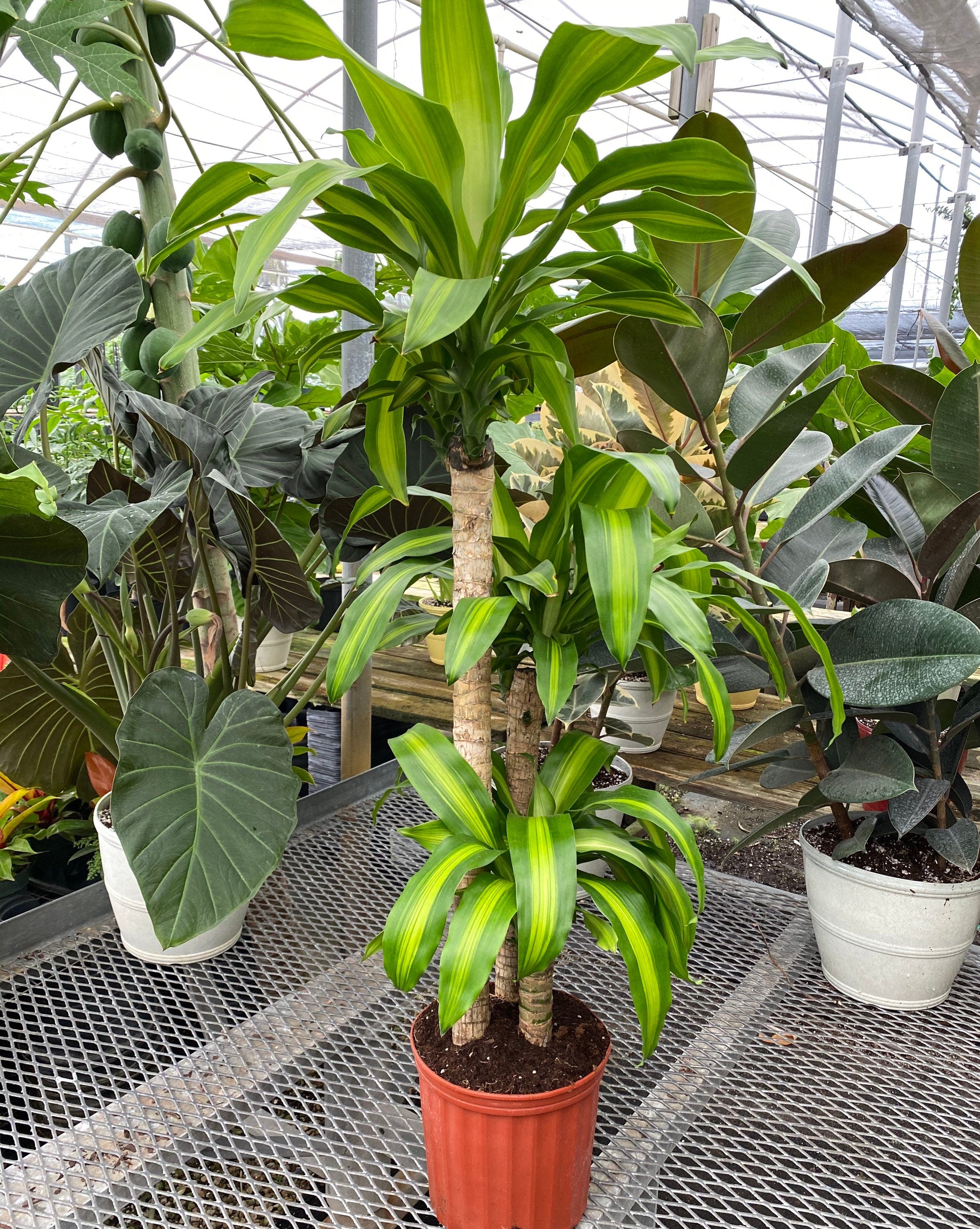 front view of Dracaena Mass Cane Corn Plant Massangeana, 3 Stems Staggered