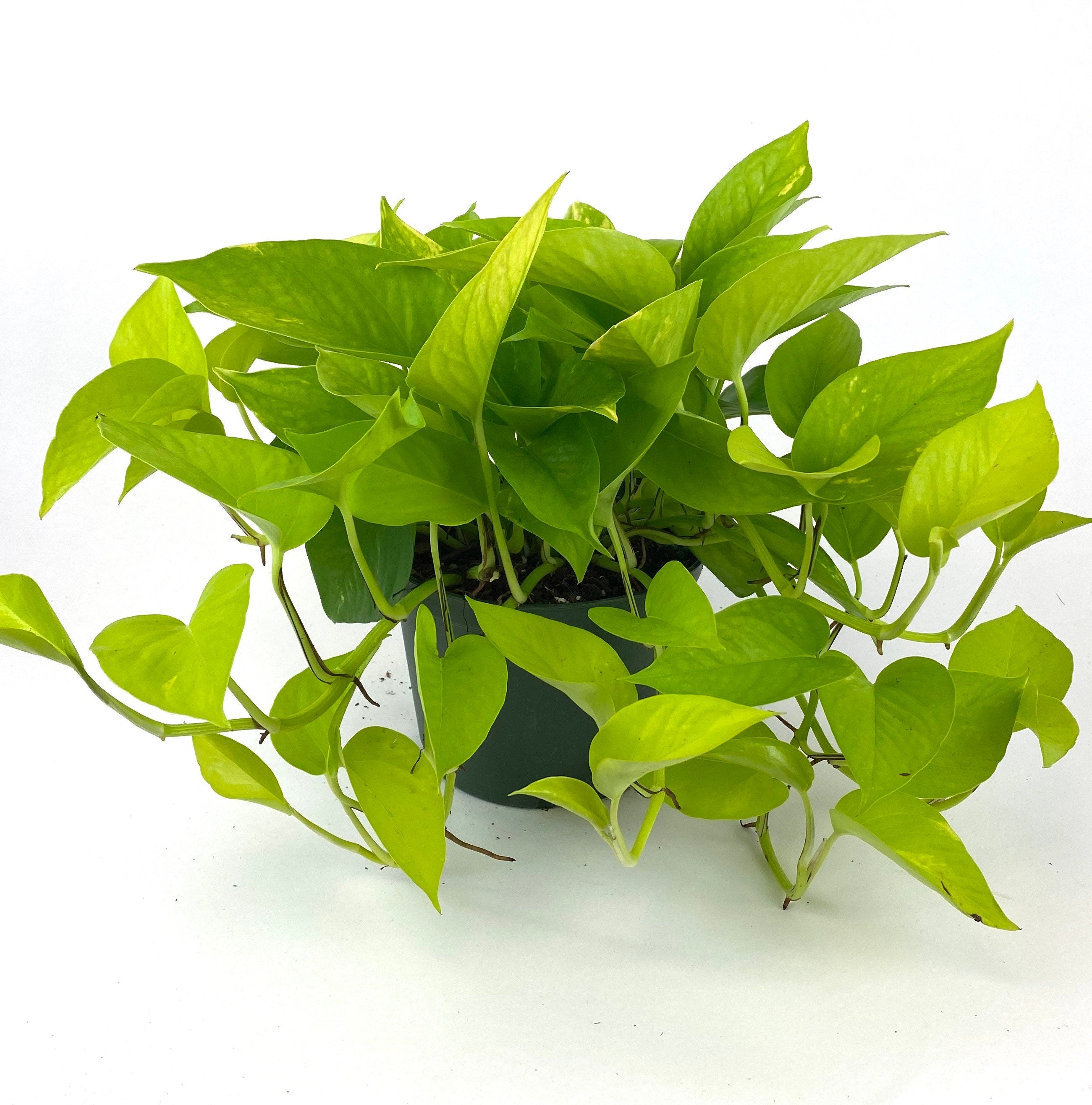 leaves of Pothos Neon in Hanging Basket, Stunning Vine Colors
