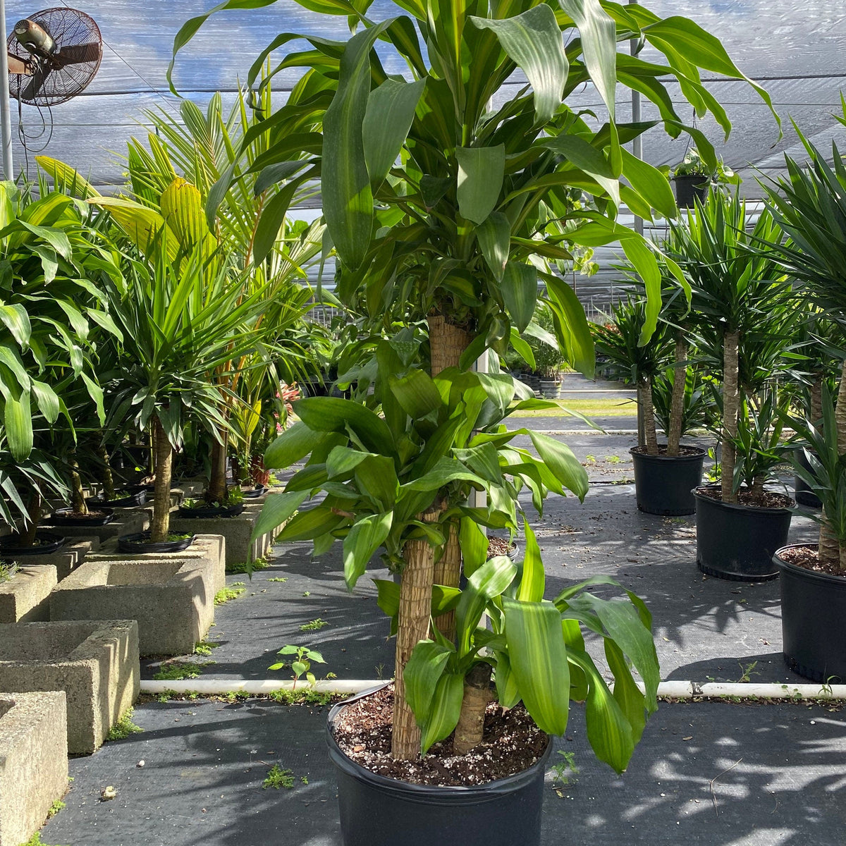front view of Dracaena Mass Cane Corn Plant Massangeana, 2 Stem Staggered
