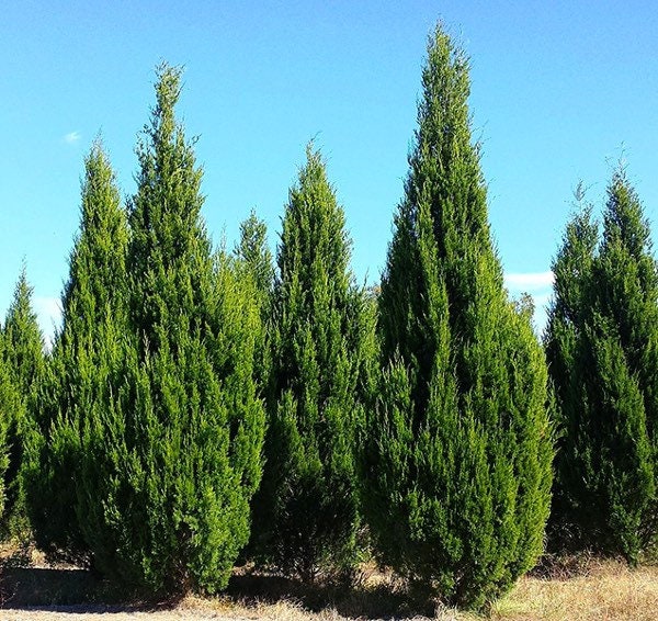 Brodie Eastern Red Cedar Evergreen Tree