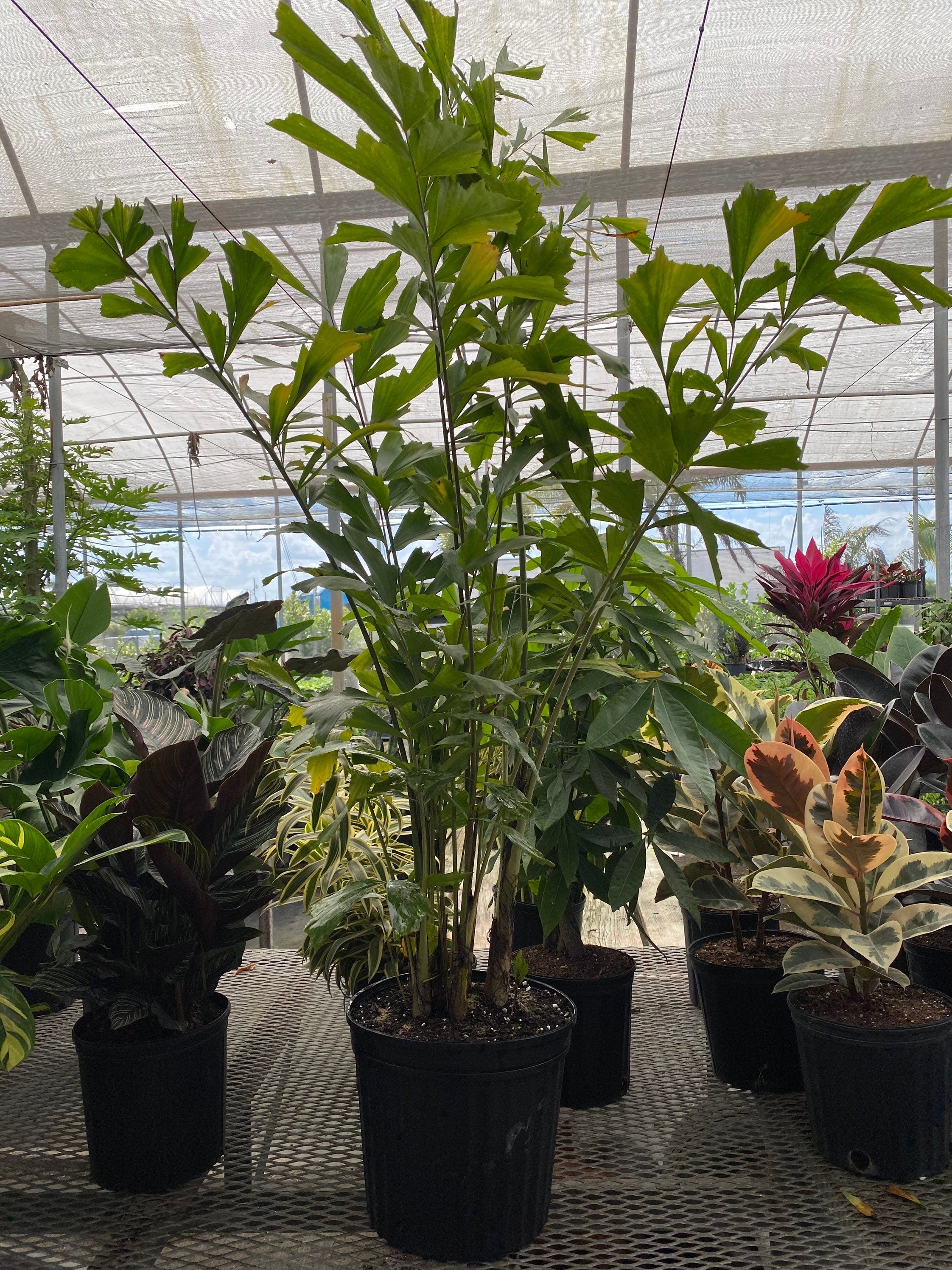 FishTail Palm, Caryota Mitis, Privacy Tree group view