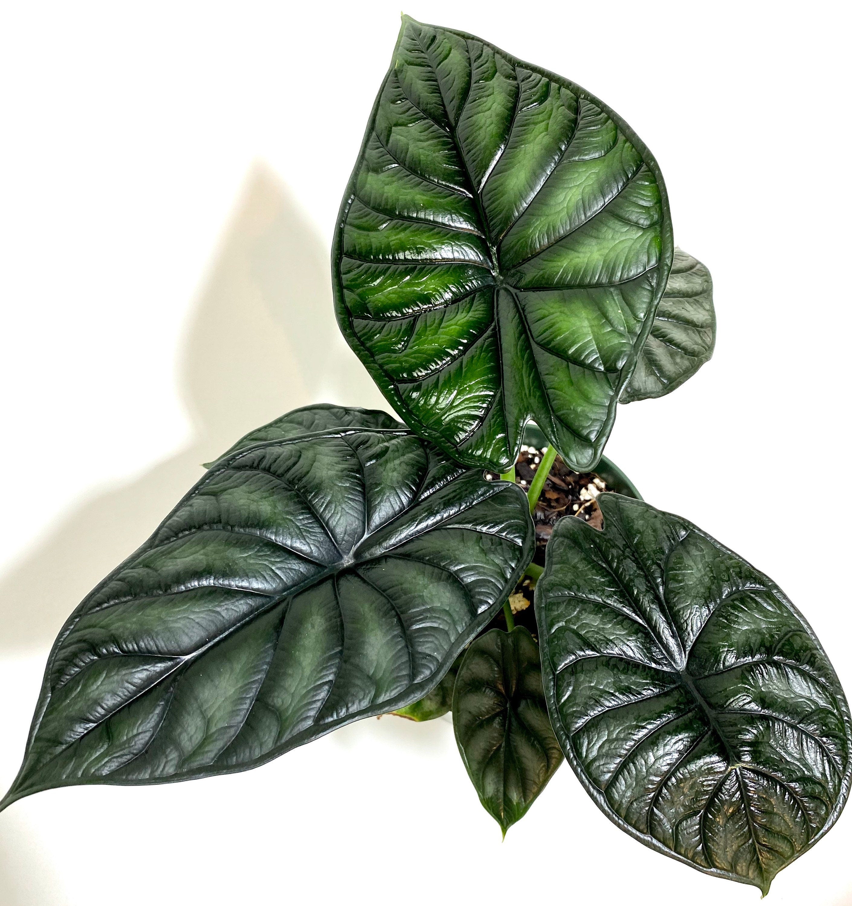 upper view of Alocasia Baginda Dragon Scale, Live Indoor plant