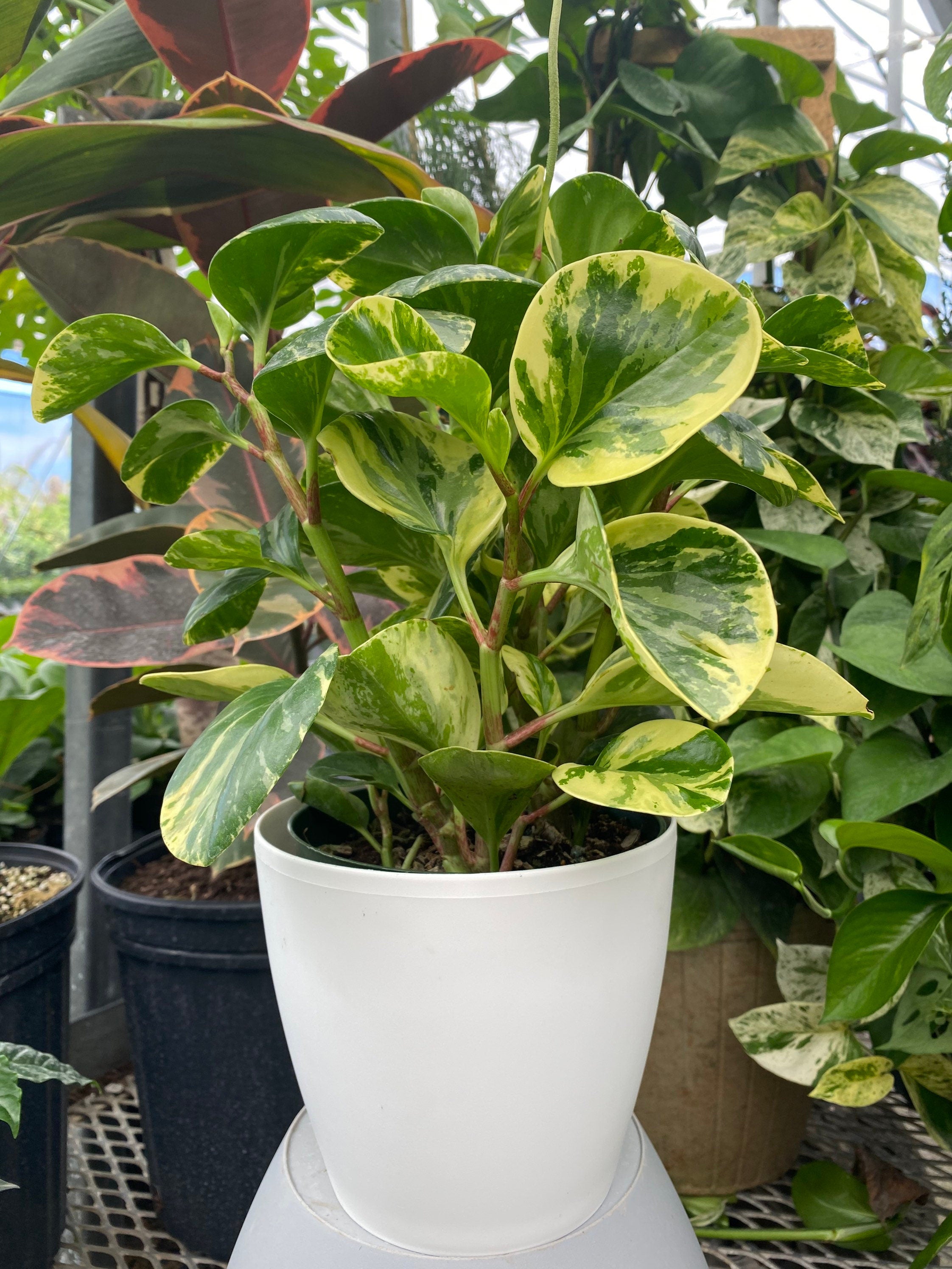 Peperomia Marble in 6in Deco Pot, Live Indoor Plant, 12-14in Overall Height