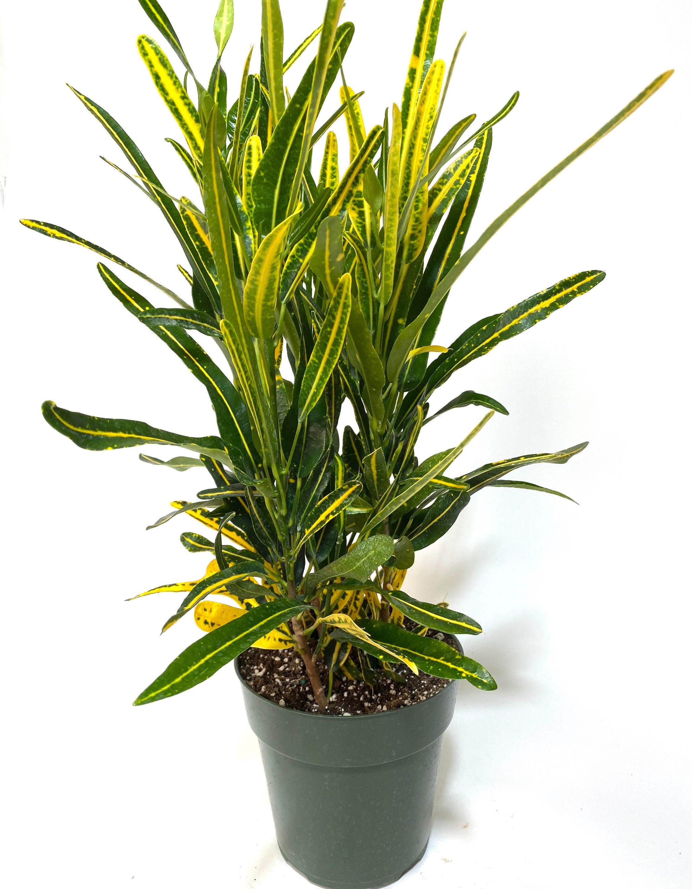 Croton Banana Yellow, Live Tropical Plant indoor or Outdoor